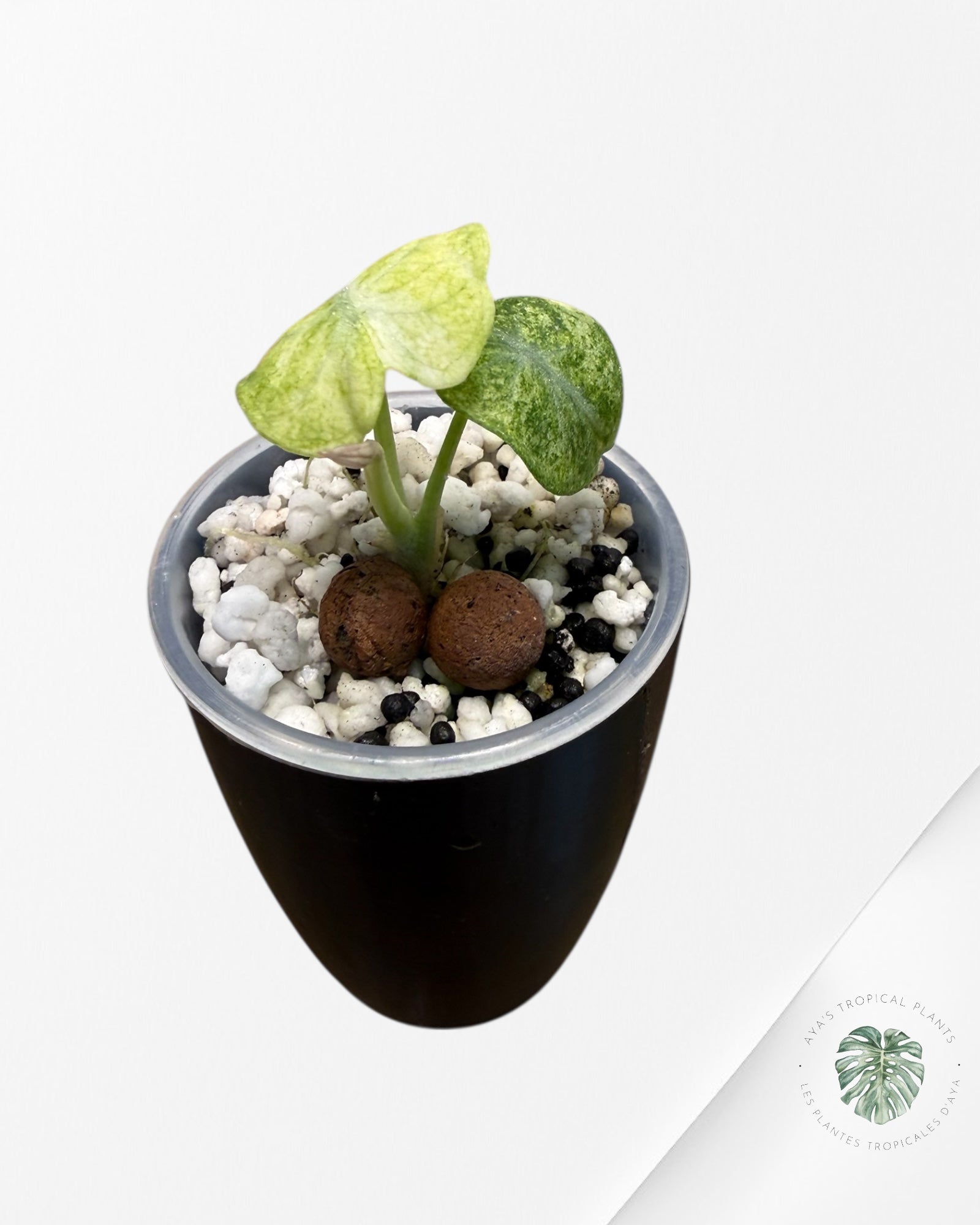 Alocasia Ninja Tricolor Variegated