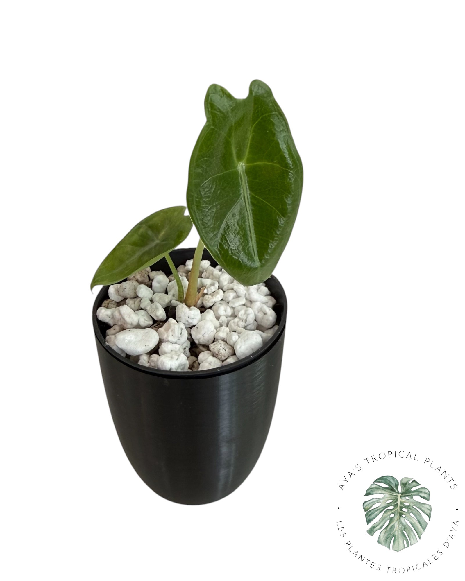 Alocasia Longiloba Purple