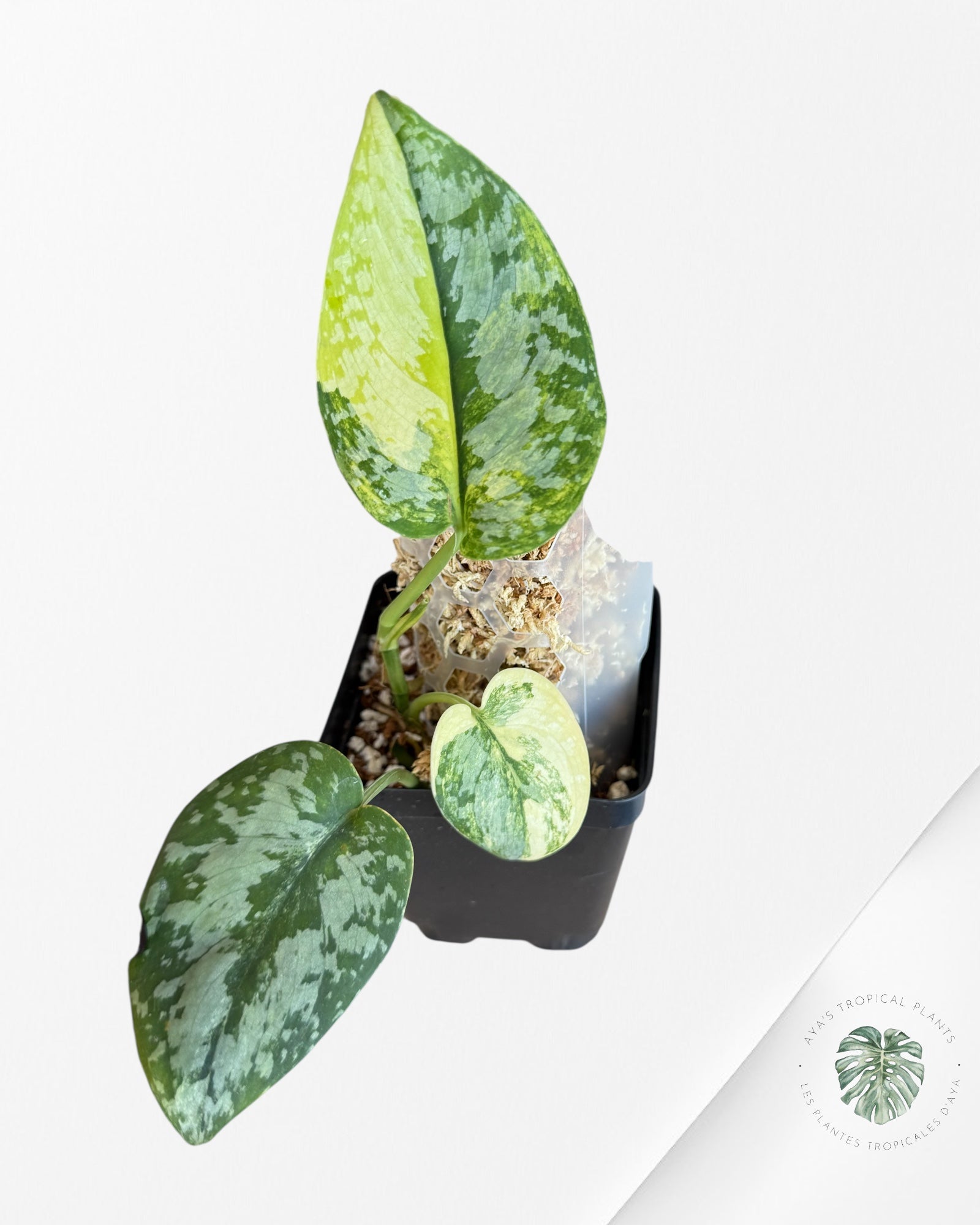 Scindapsus Prabu - EXP10