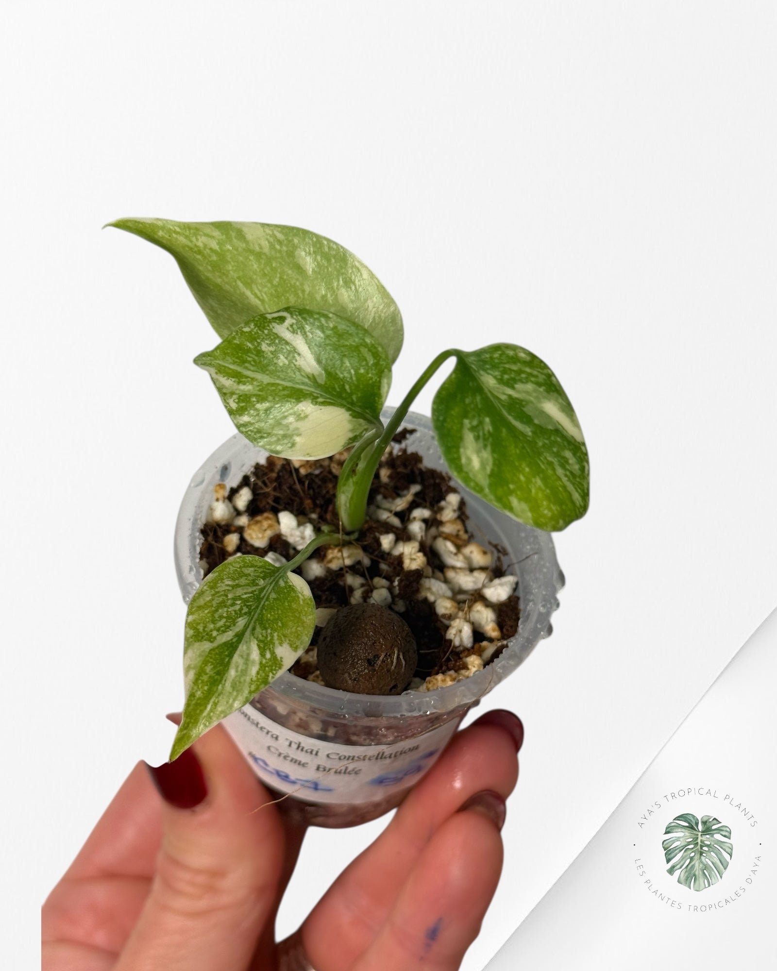 Monstera Thai Constellation Creme Brûlée |Rare TC Plant | Aya's Tropical Plants