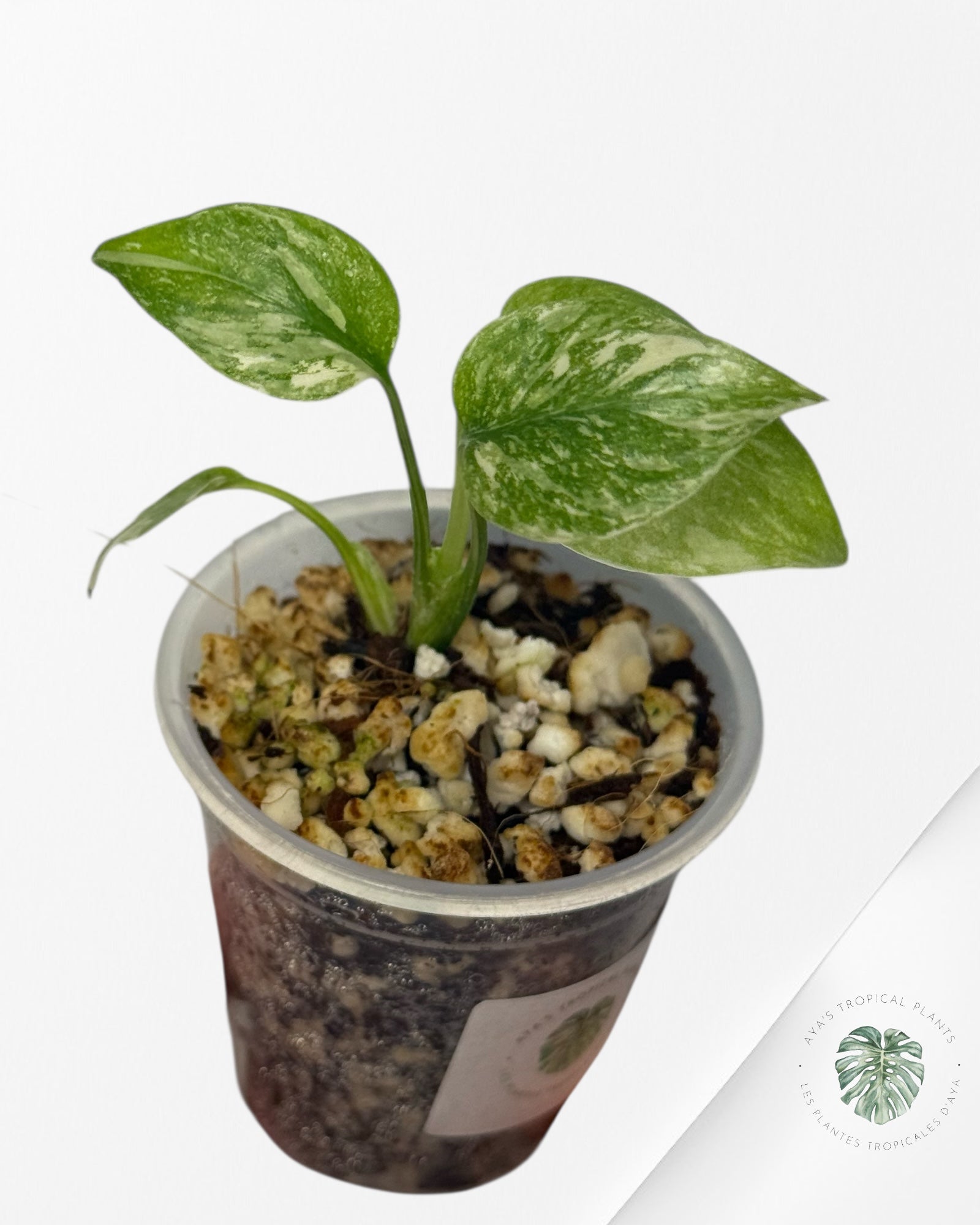 Monstera Thai Constellation Creme Brûlée| Rare TC Plant | Aya's Tropical Plants