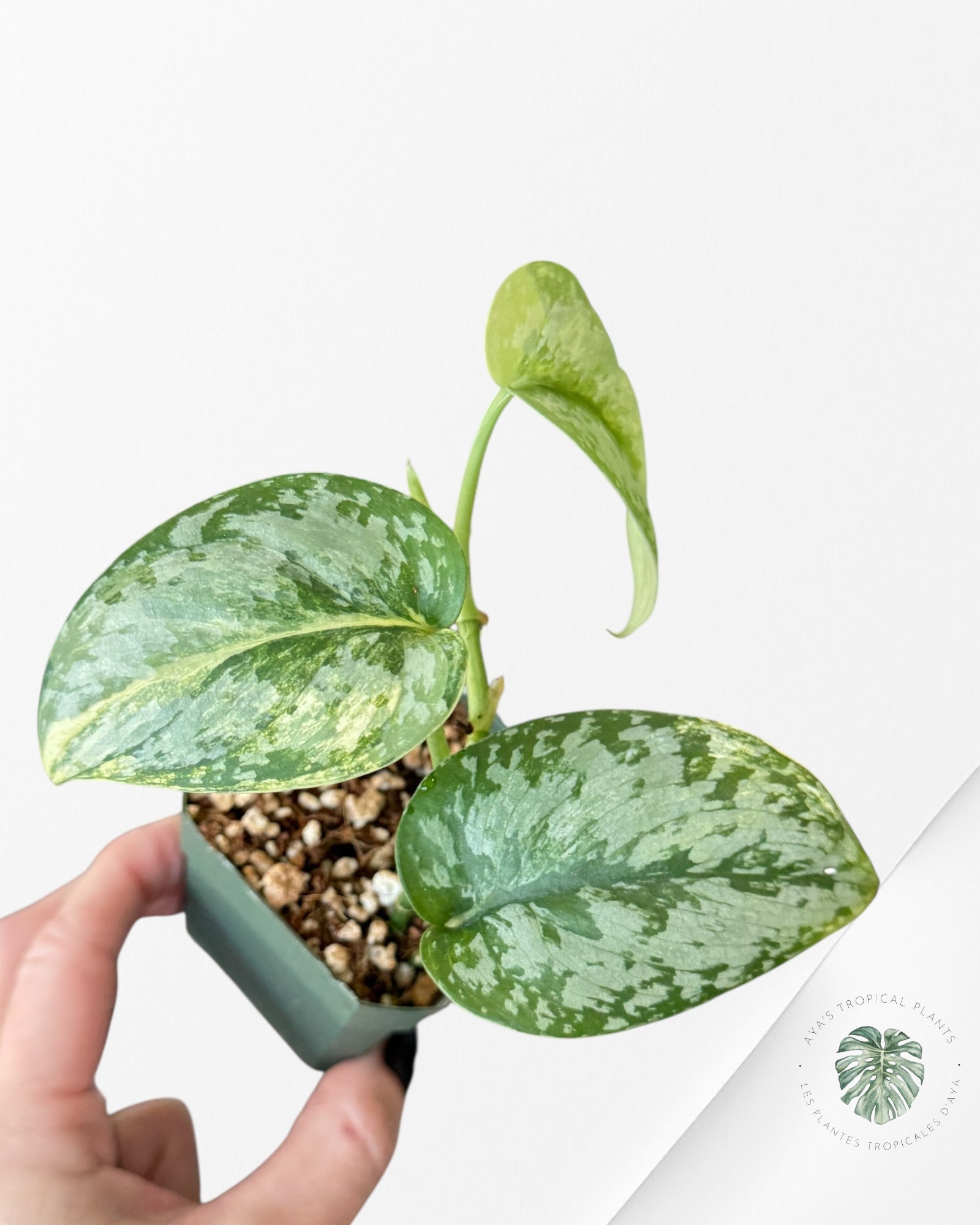 Scindapsus Prabu - EXP11