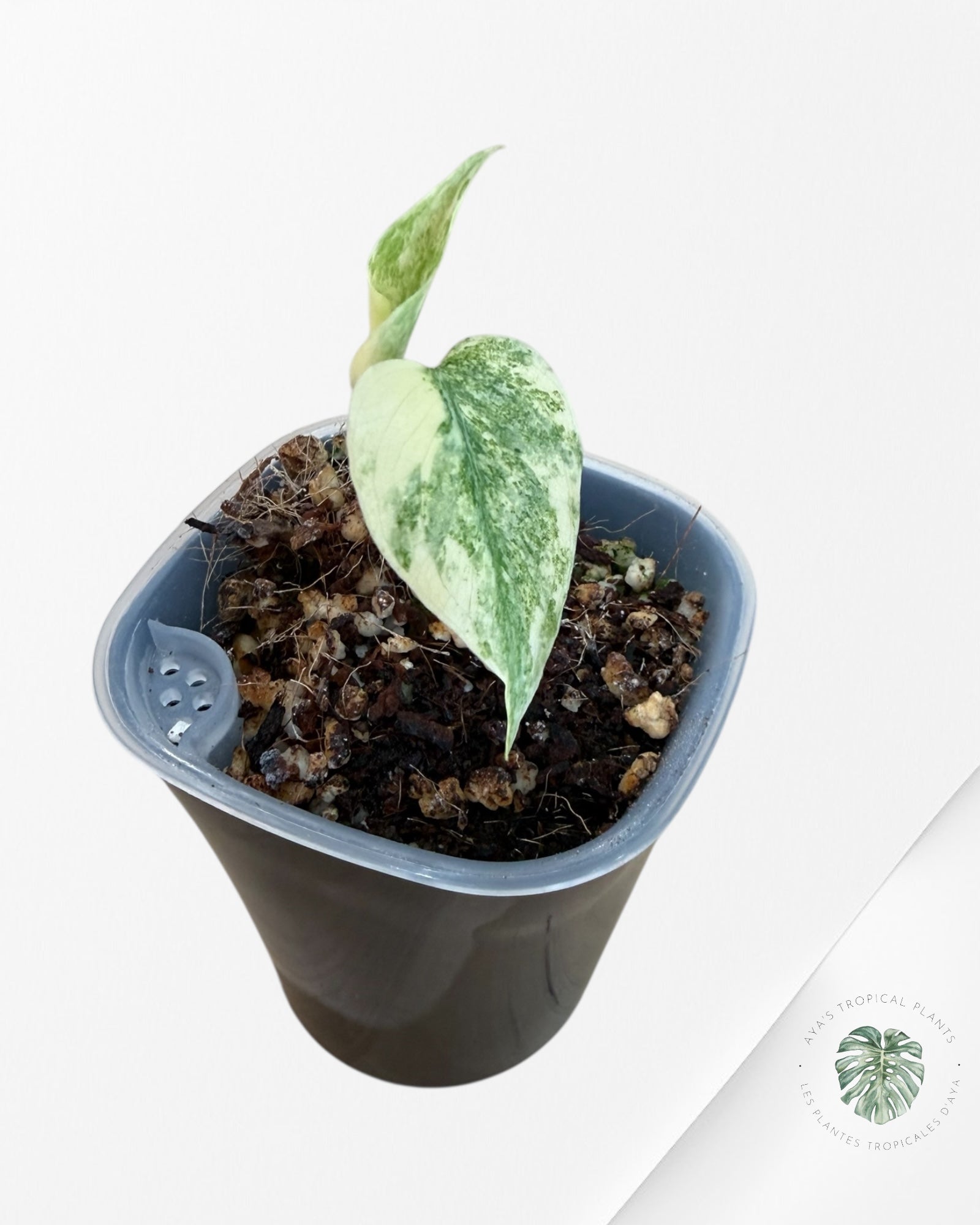 Monstera Deliciosa 'Legacy'