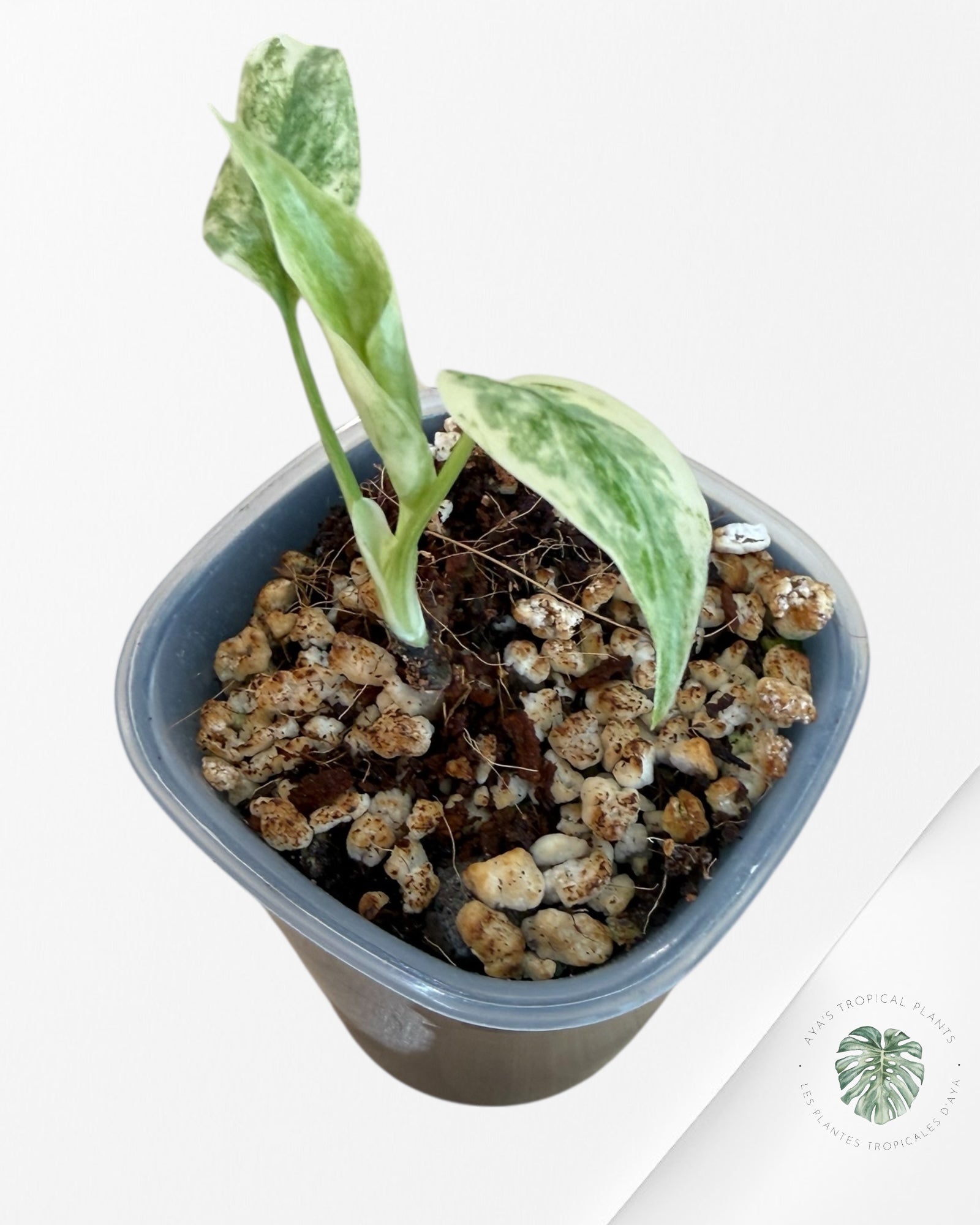 Monstera Deliciosa 'Legacy'