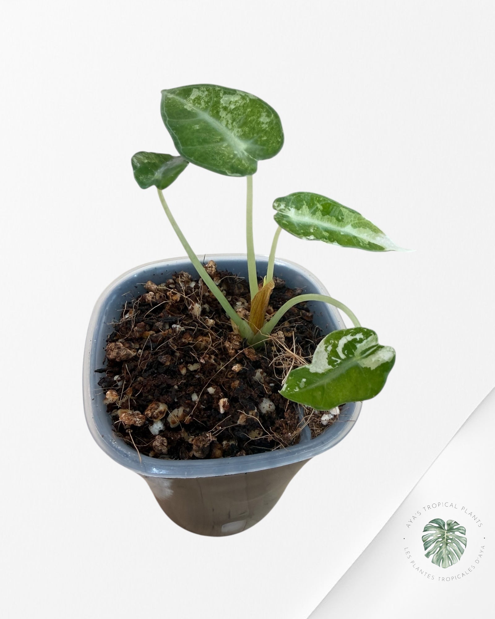 Alocasia Bambino Albo & Aurea Variegated