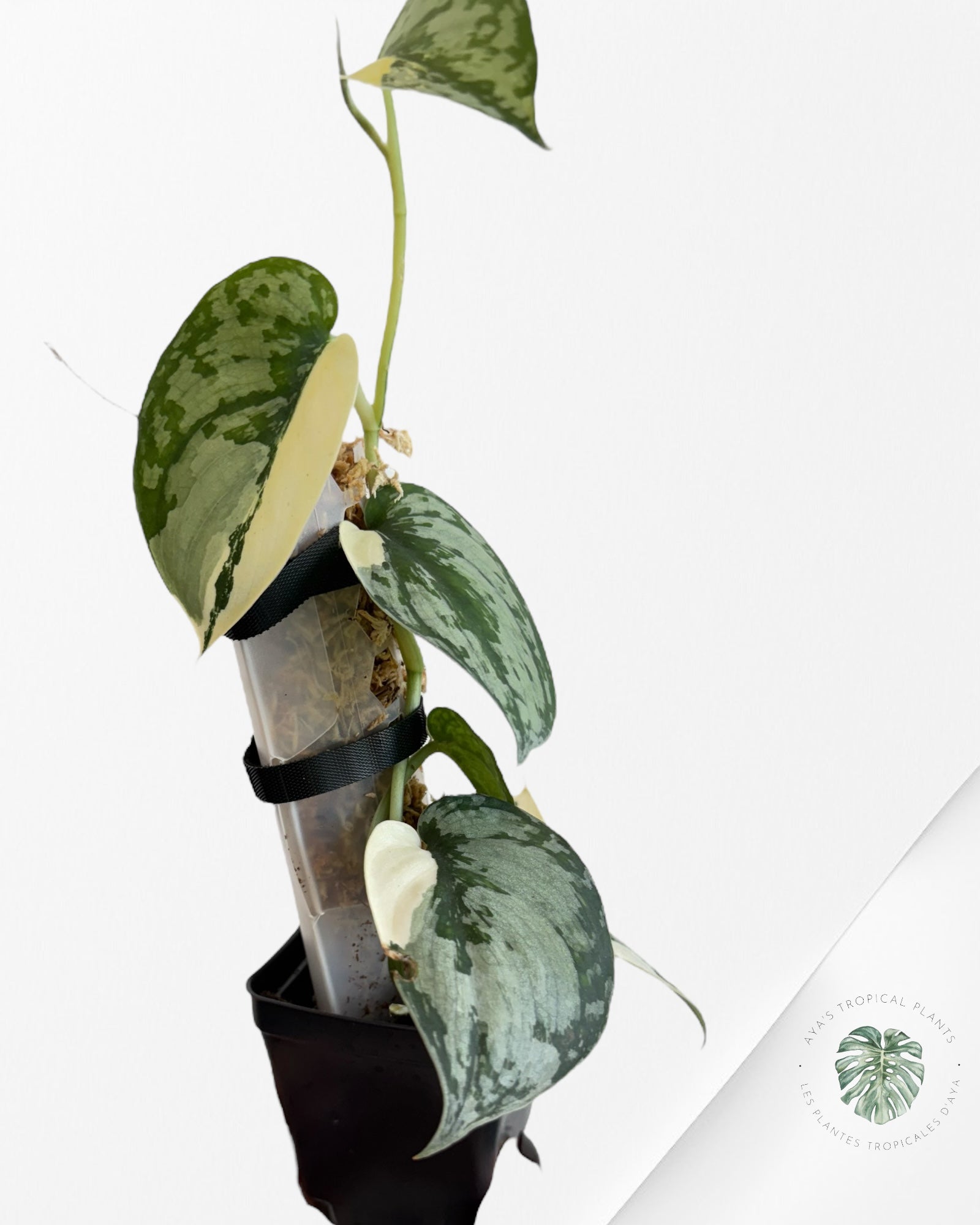 Scindapsus Mariposa-EXP14