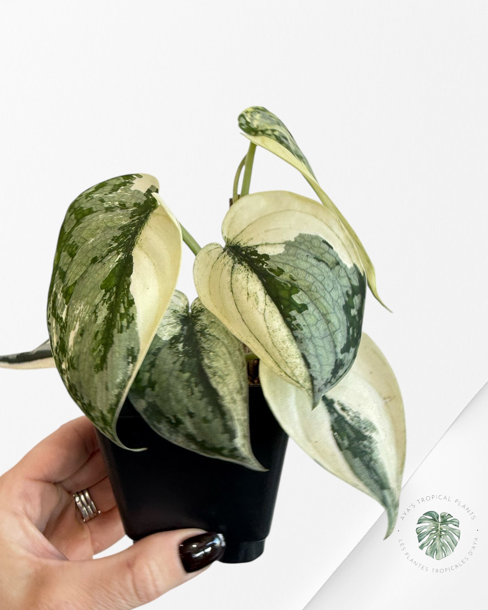 Scindapsus Mariposa-EXP15