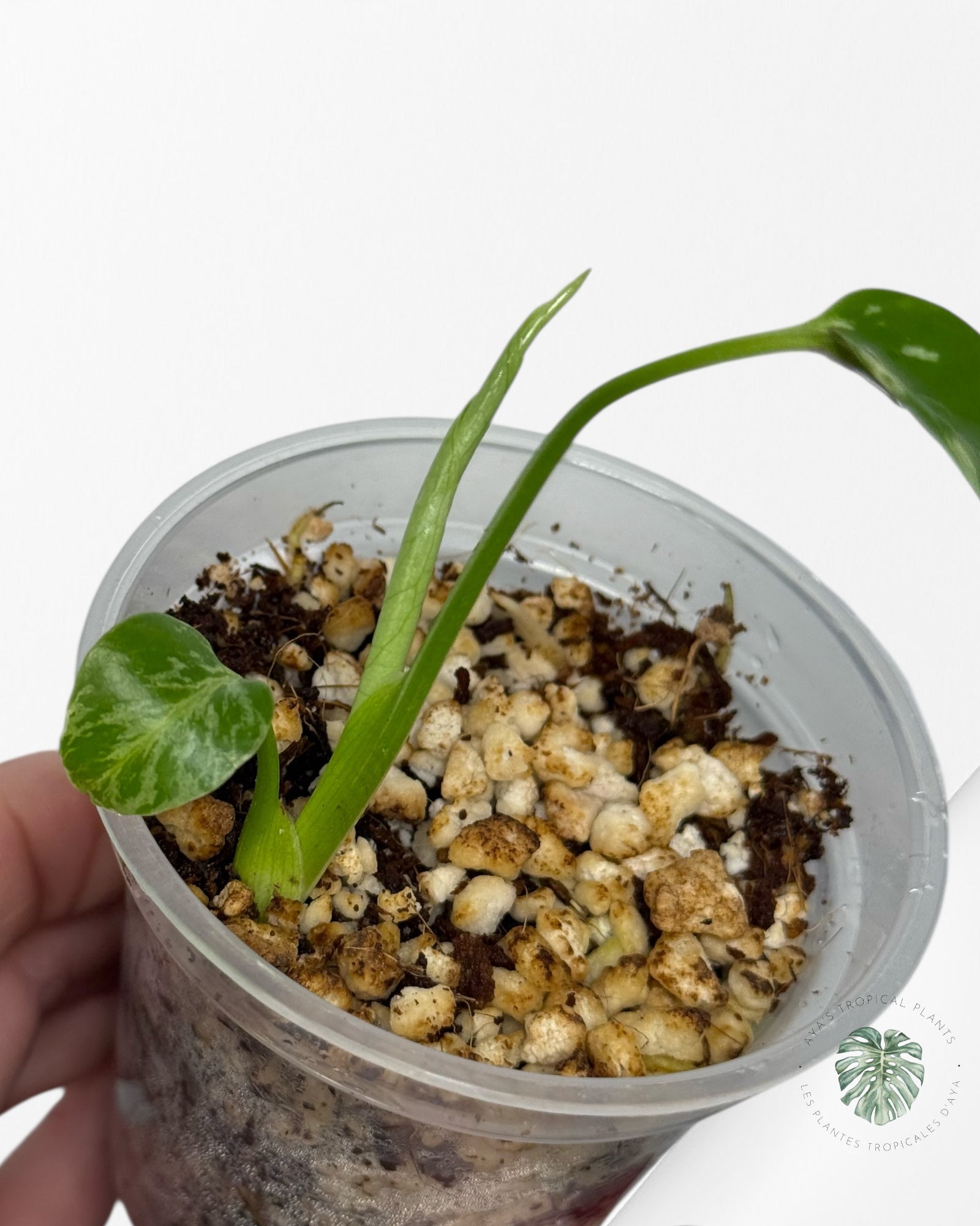 Monstera Deliciosa Bulbasaur | Rare TC Plant| Aya's Tropical Plants