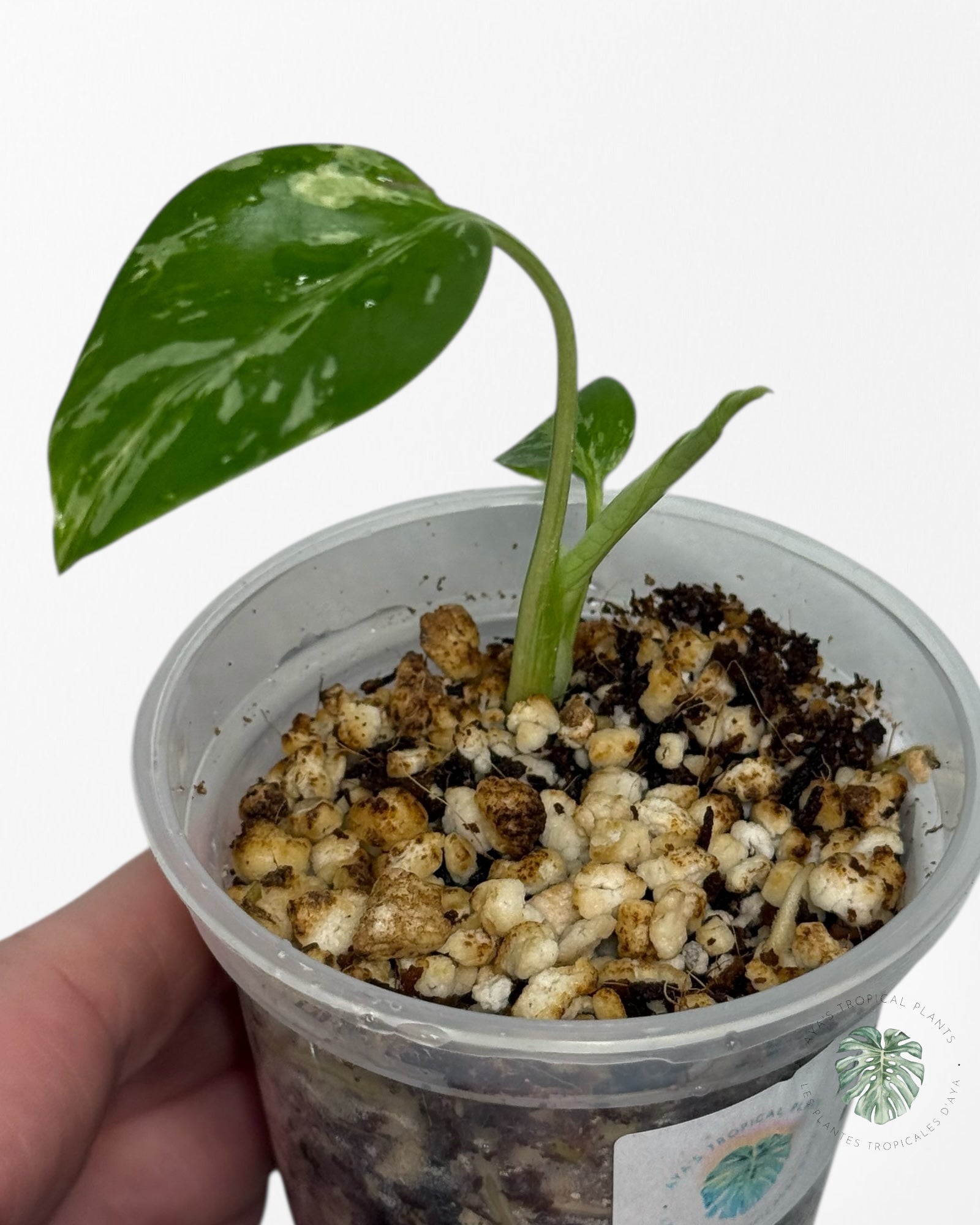 Monstera Deliciosa Bulbasaur | Rare TC Plant| Aya's Tropical Plants