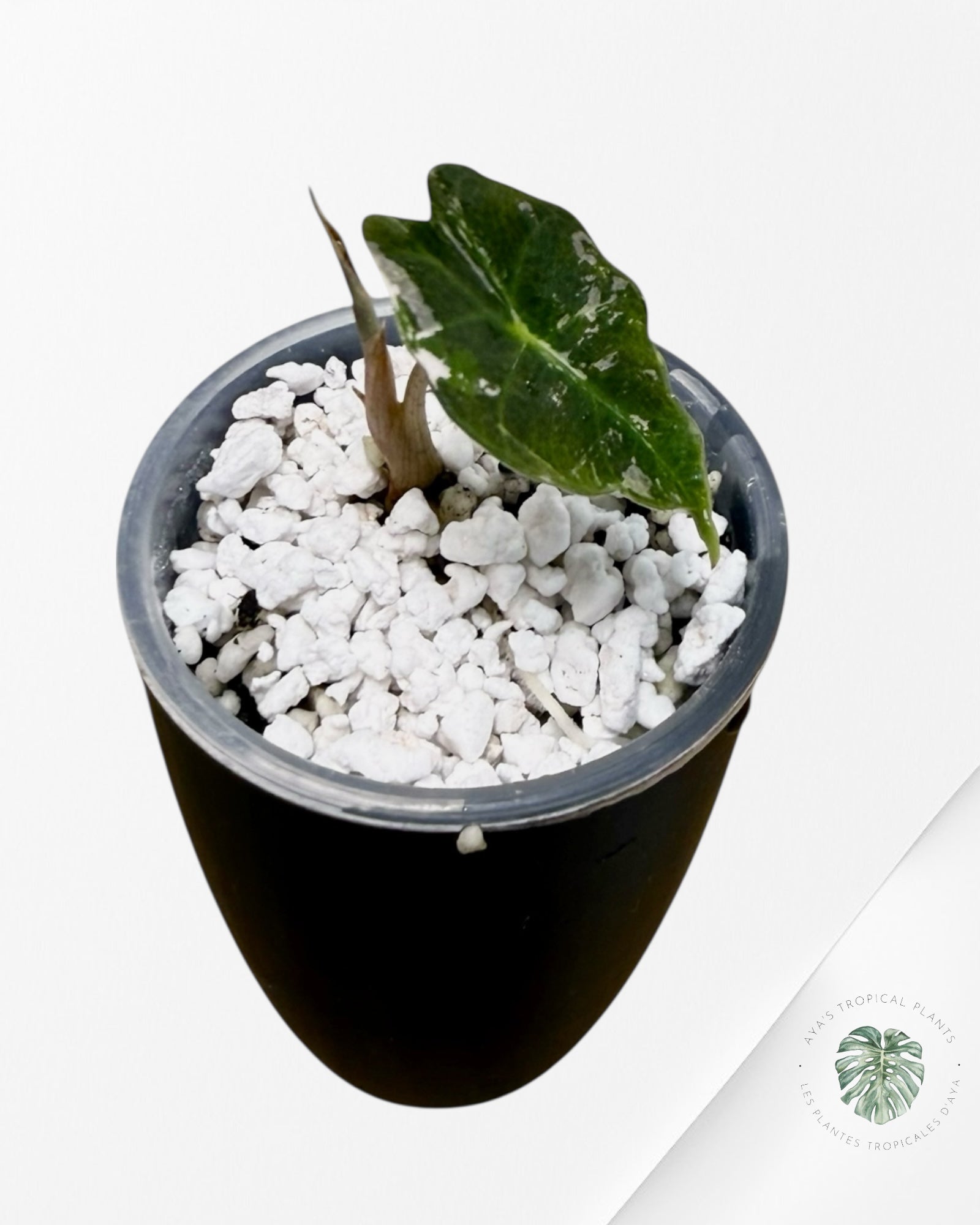 Alocasia Polly Pink Variegated