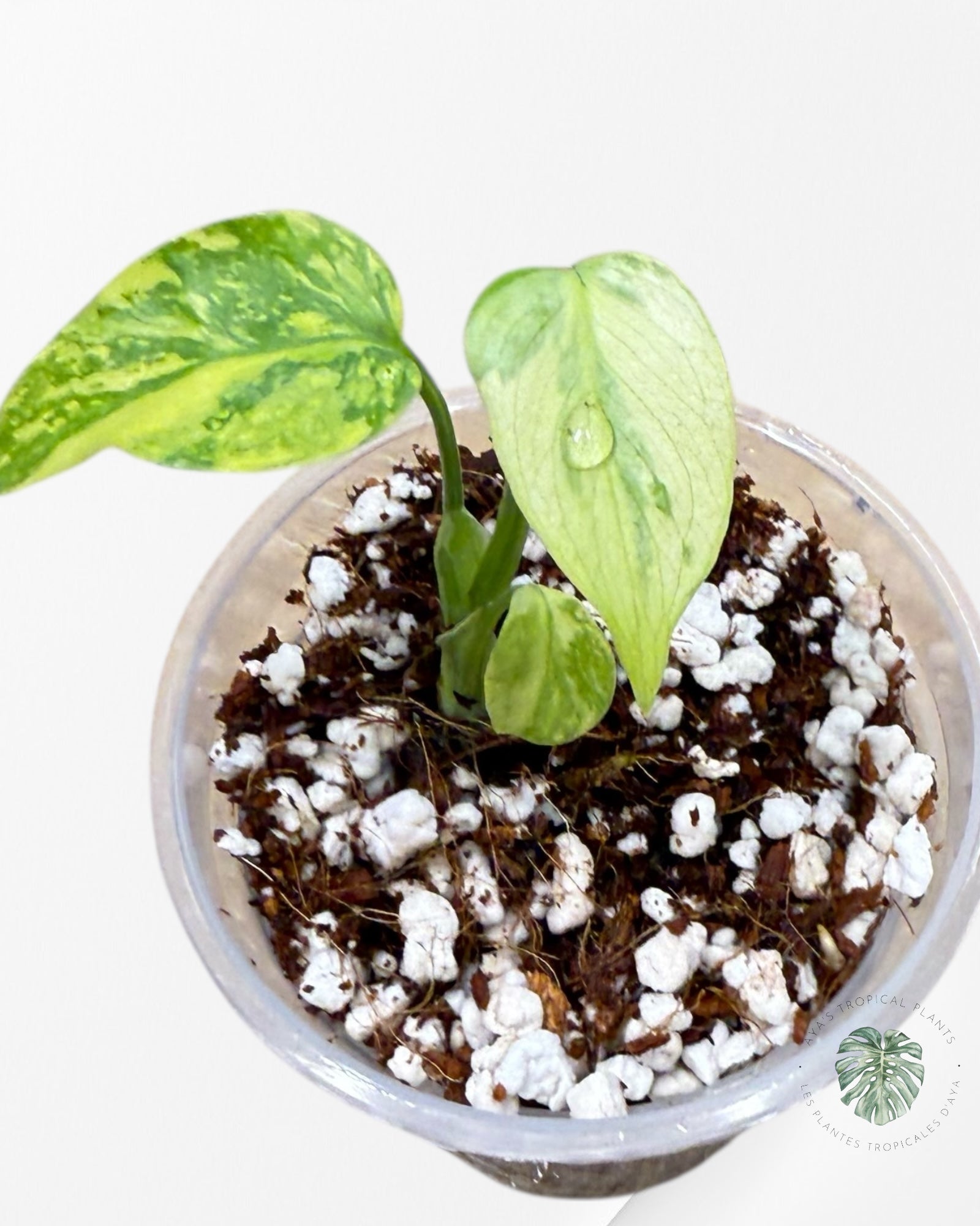 Monstera Deliciosa Electrolyte |Rare TC Plant | Aya's Tropical Plants