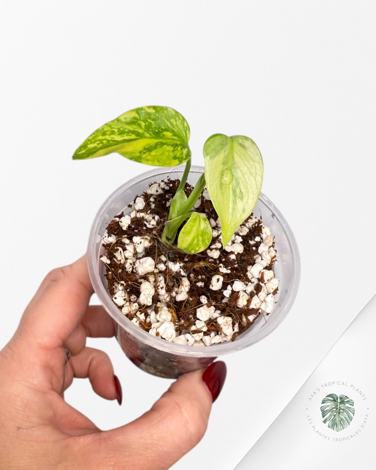 Monstera Deliciosa Electrolyte |Rare TC Plant | Aya's Tropical Plants