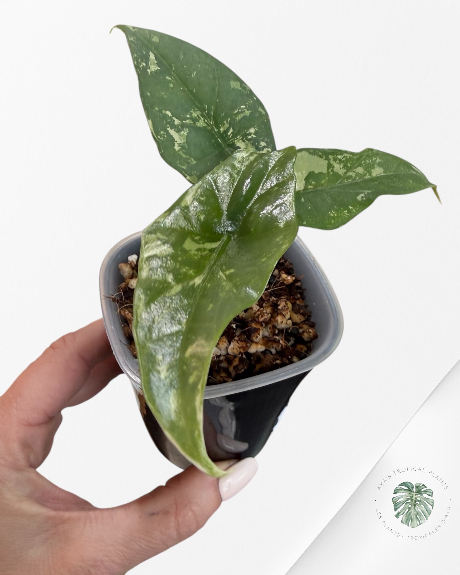 Alocasia Simpo Albo Variegated