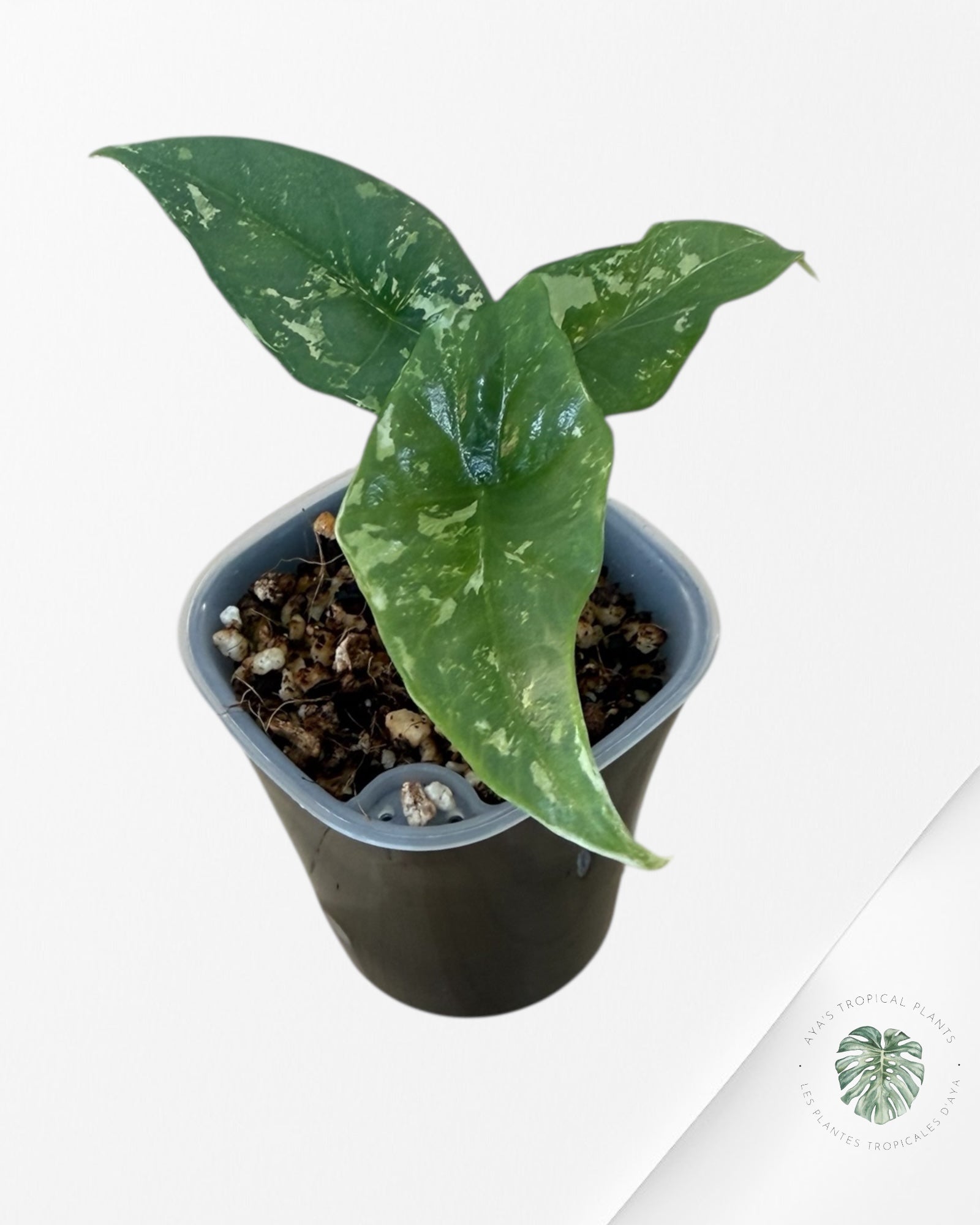 Alocasia Simpo Albo Variegated