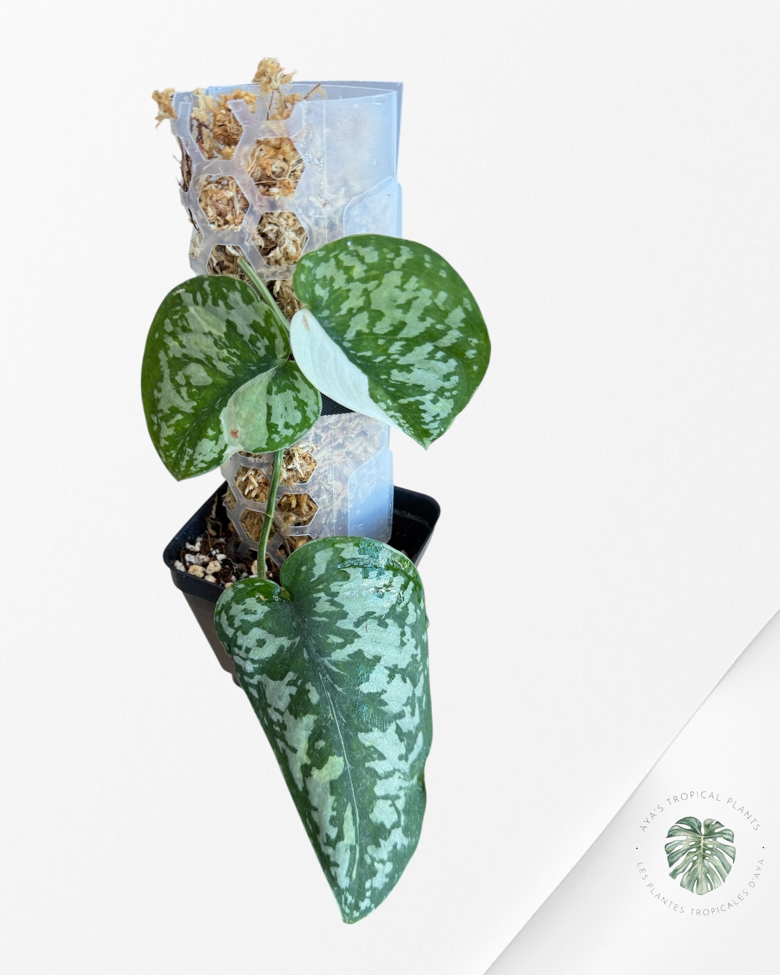 Scindapsus Simbara Variegated - EXP17