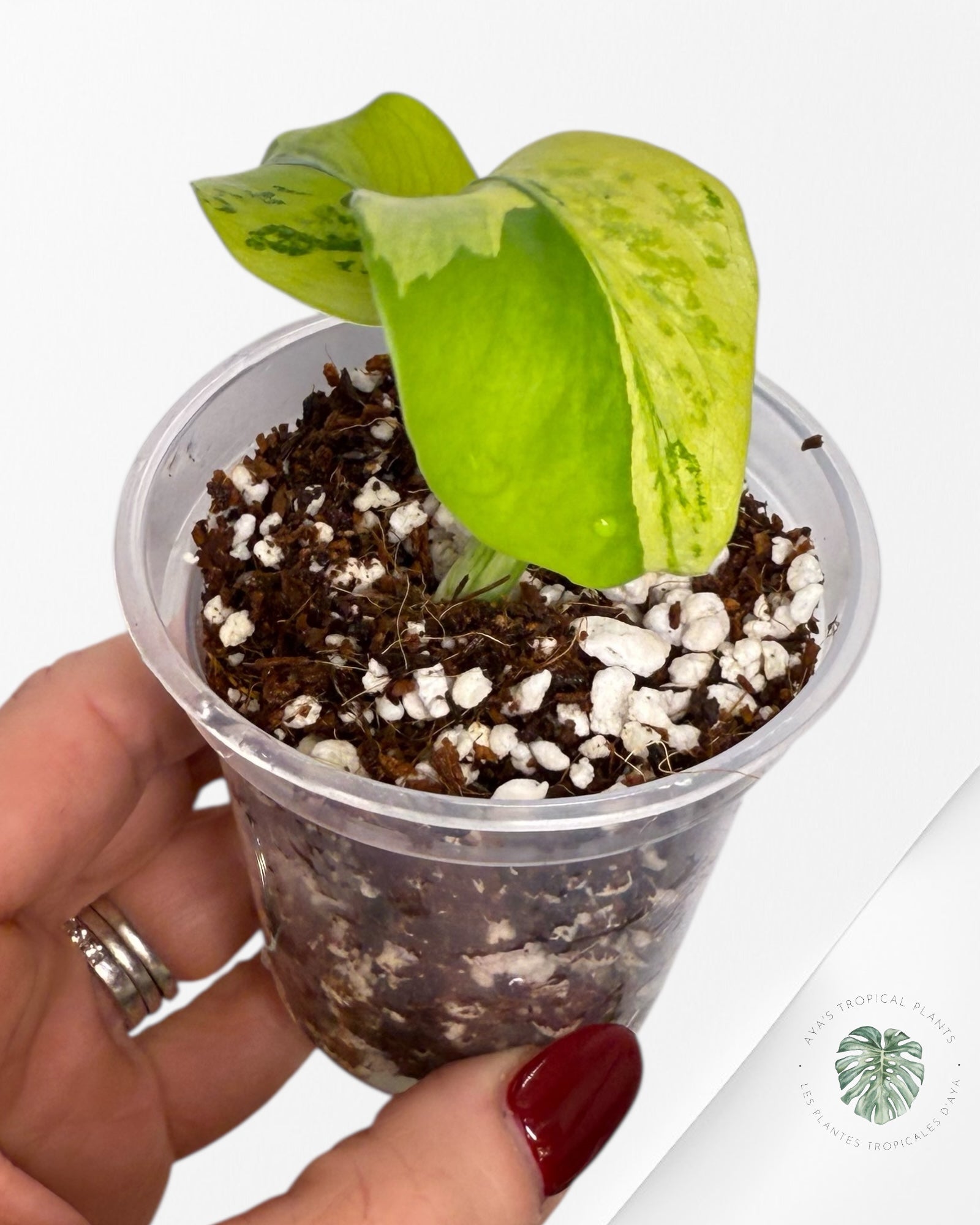 Monstera Deliciosa Electrolyte |Rare TC Plant | Aya's Tropical Plants