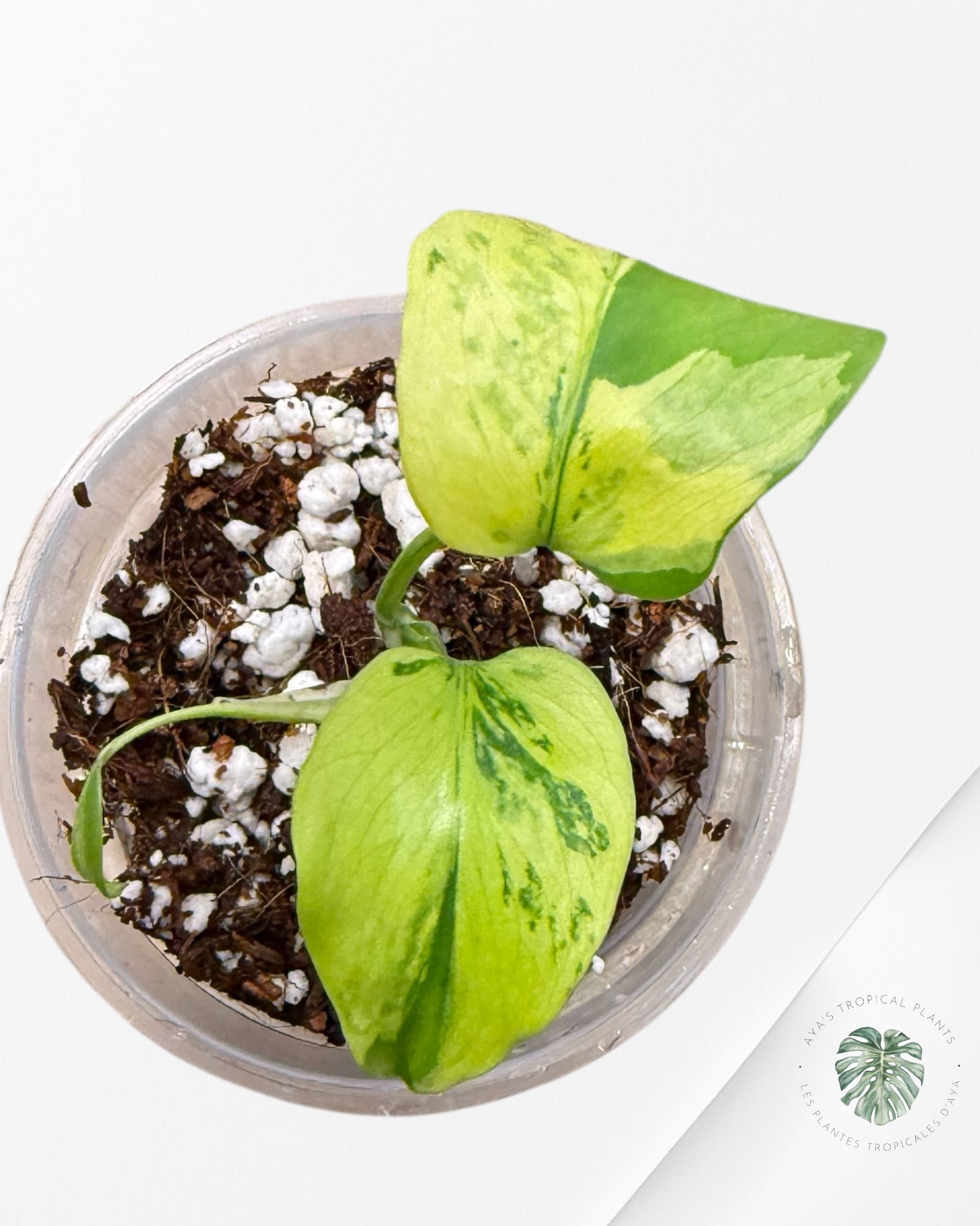 Monstera Deliciosa Electrolyte |Rare TC Plant | Aya's Tropical Plants