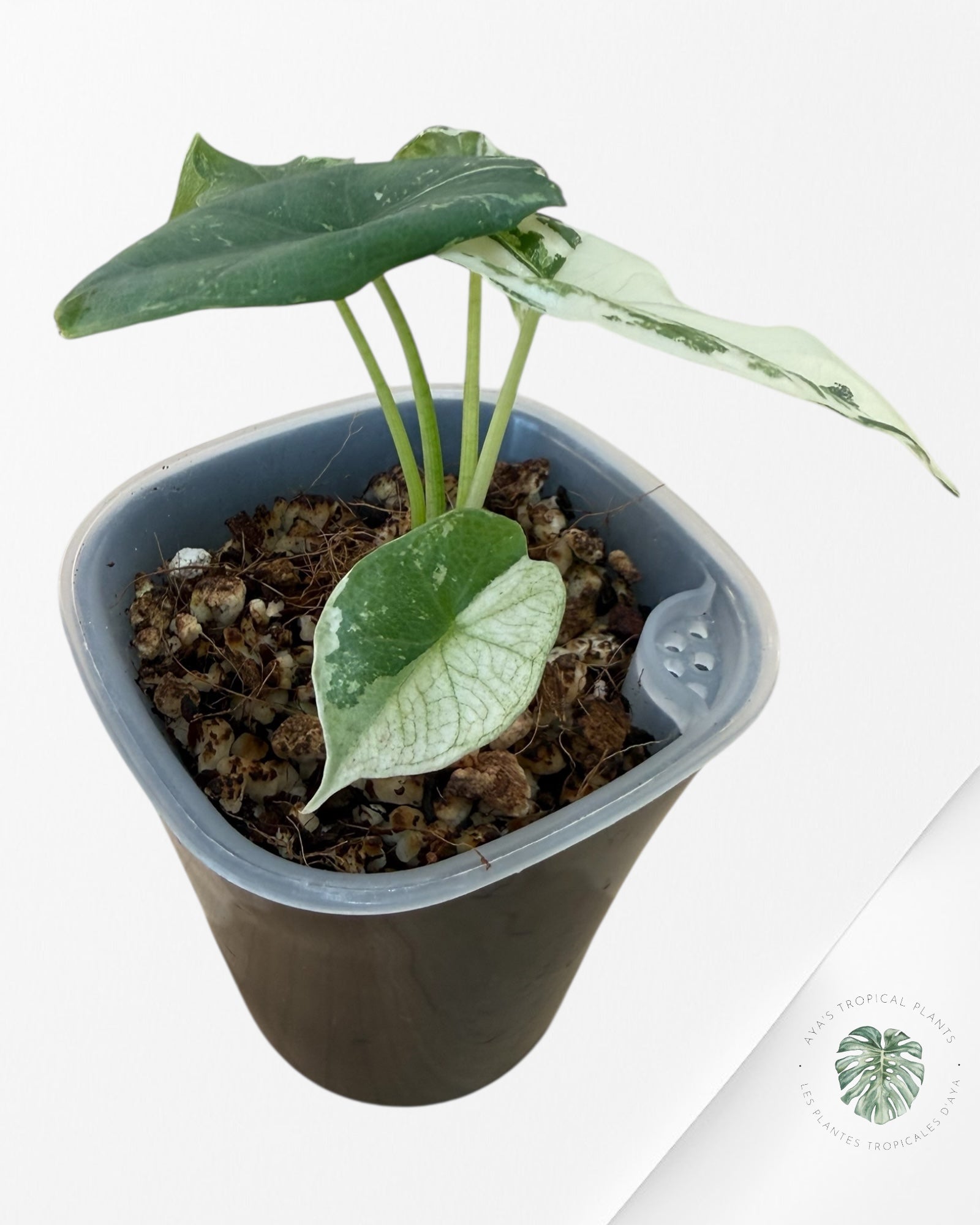 Alocasia Simpo Albo Variegated