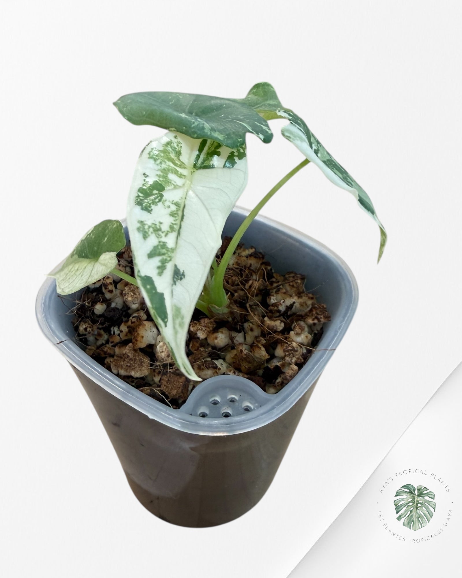 Alocasia Simpo Albo Variegated