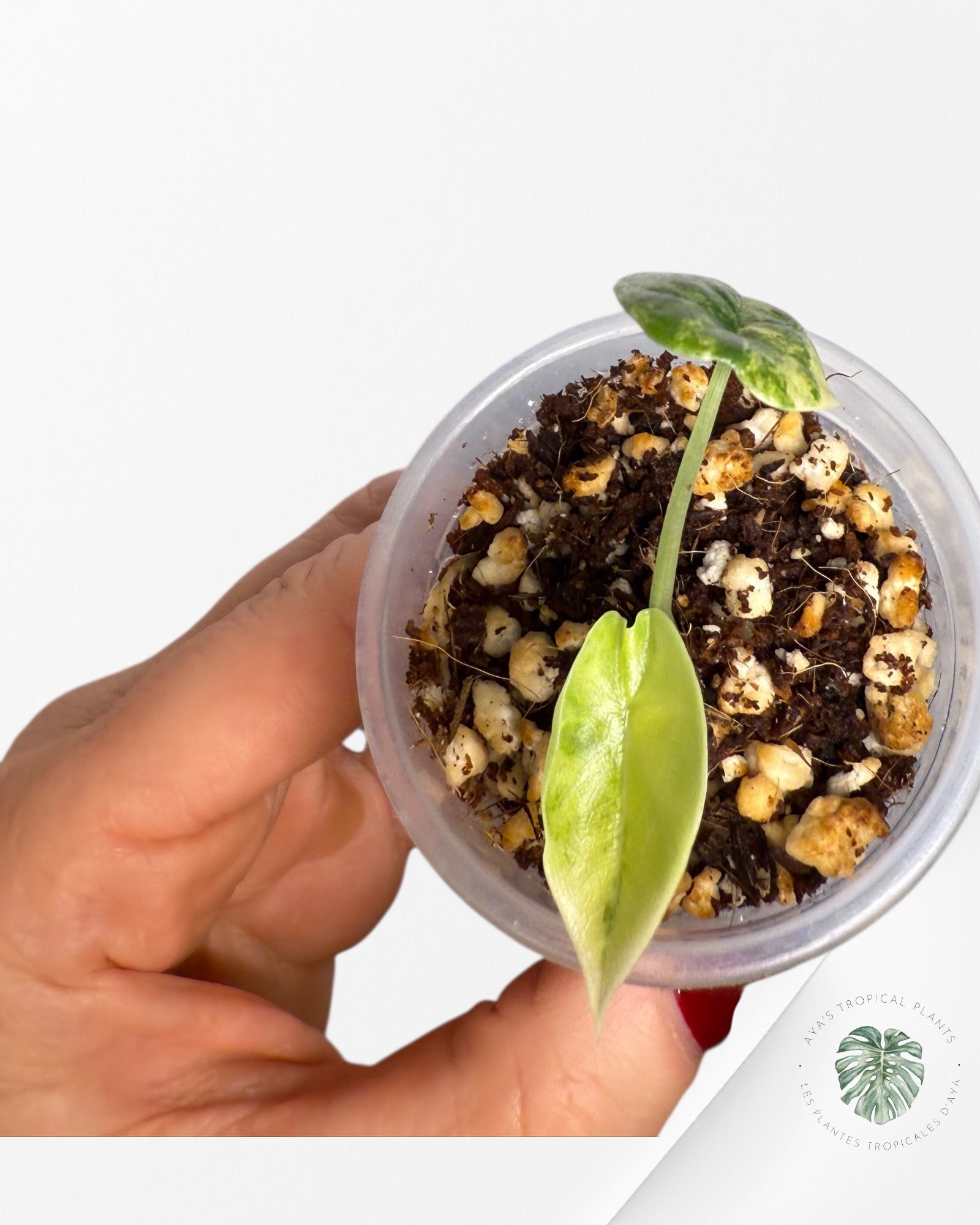 Alocasia Melo Variegated Aurea| Rare TC Plant| Aya's Tropical Plants