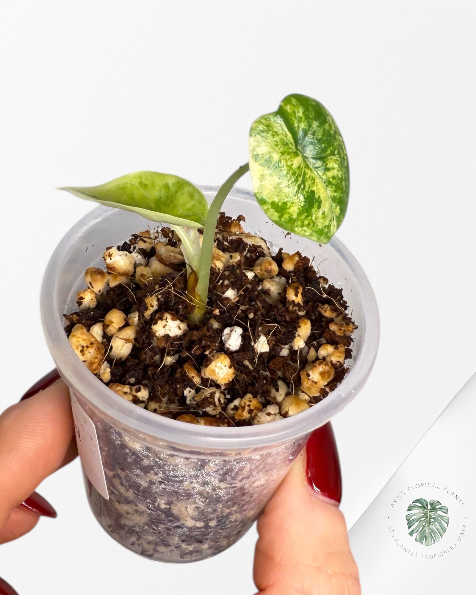 Alocasia Melo Variegated Aurea| Rare TC Plant| Aya's Tropical Plants