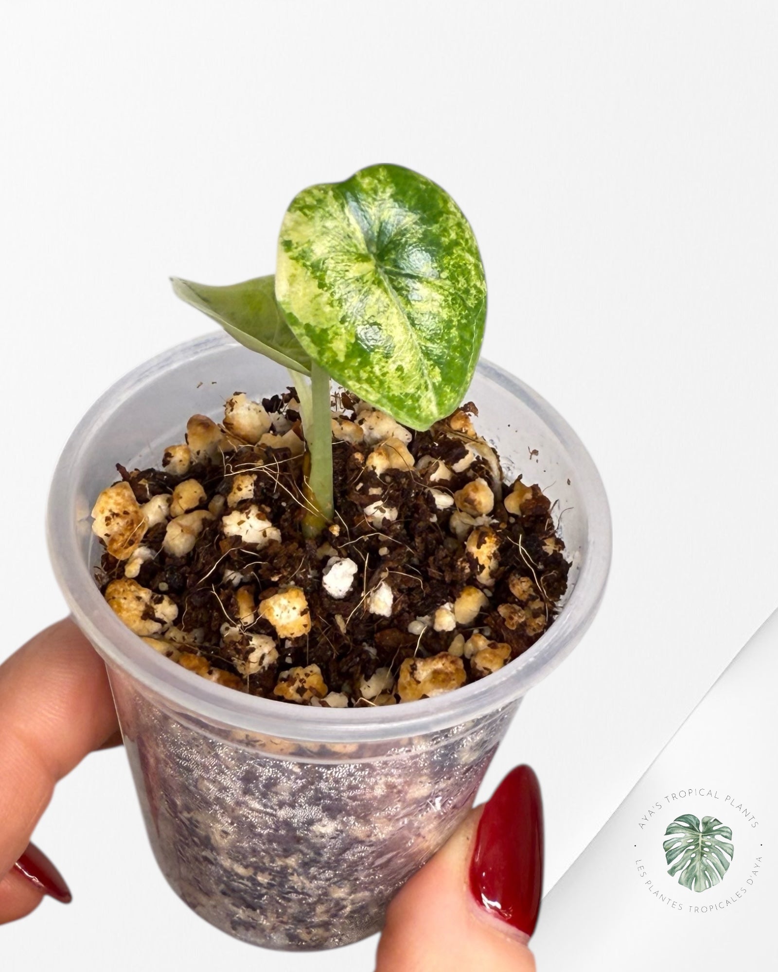 Alocasia Melo Variegated Aurea| Rare TC Plant| Aya's Tropical Plants