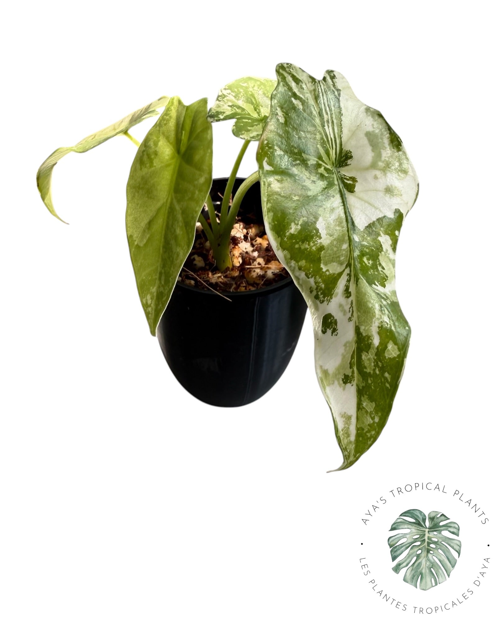 Alocasia Simpo Albo Variegated