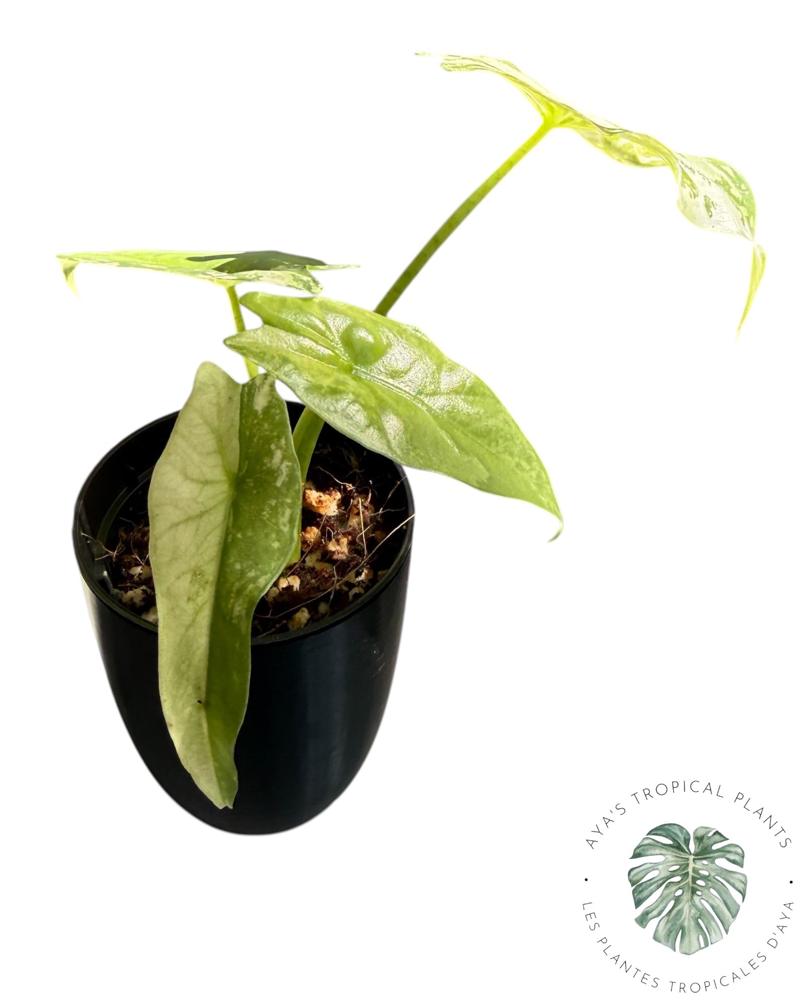 Alocasia Simpo Albo Variegated