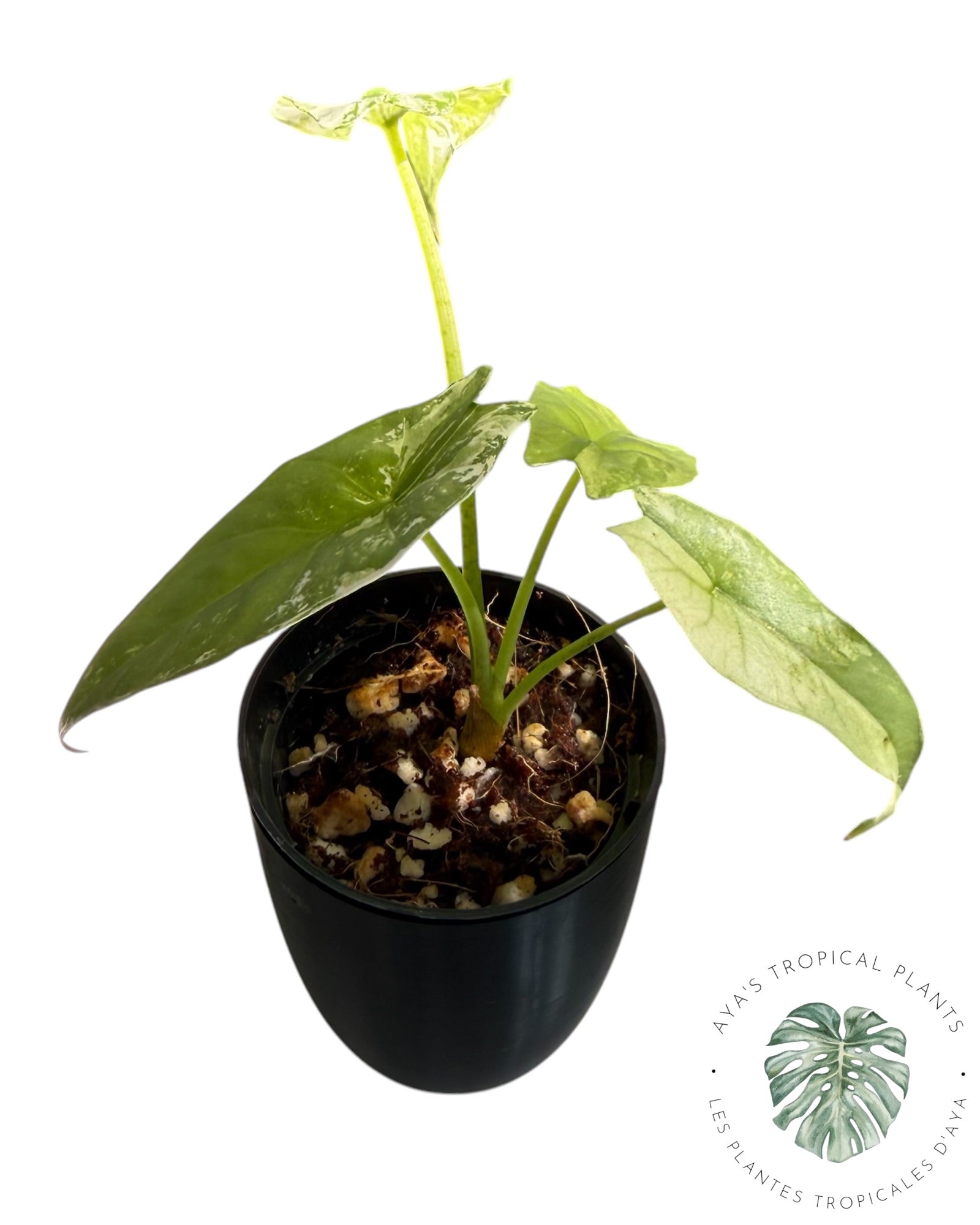 Alocasia Simpo Albo Variegated