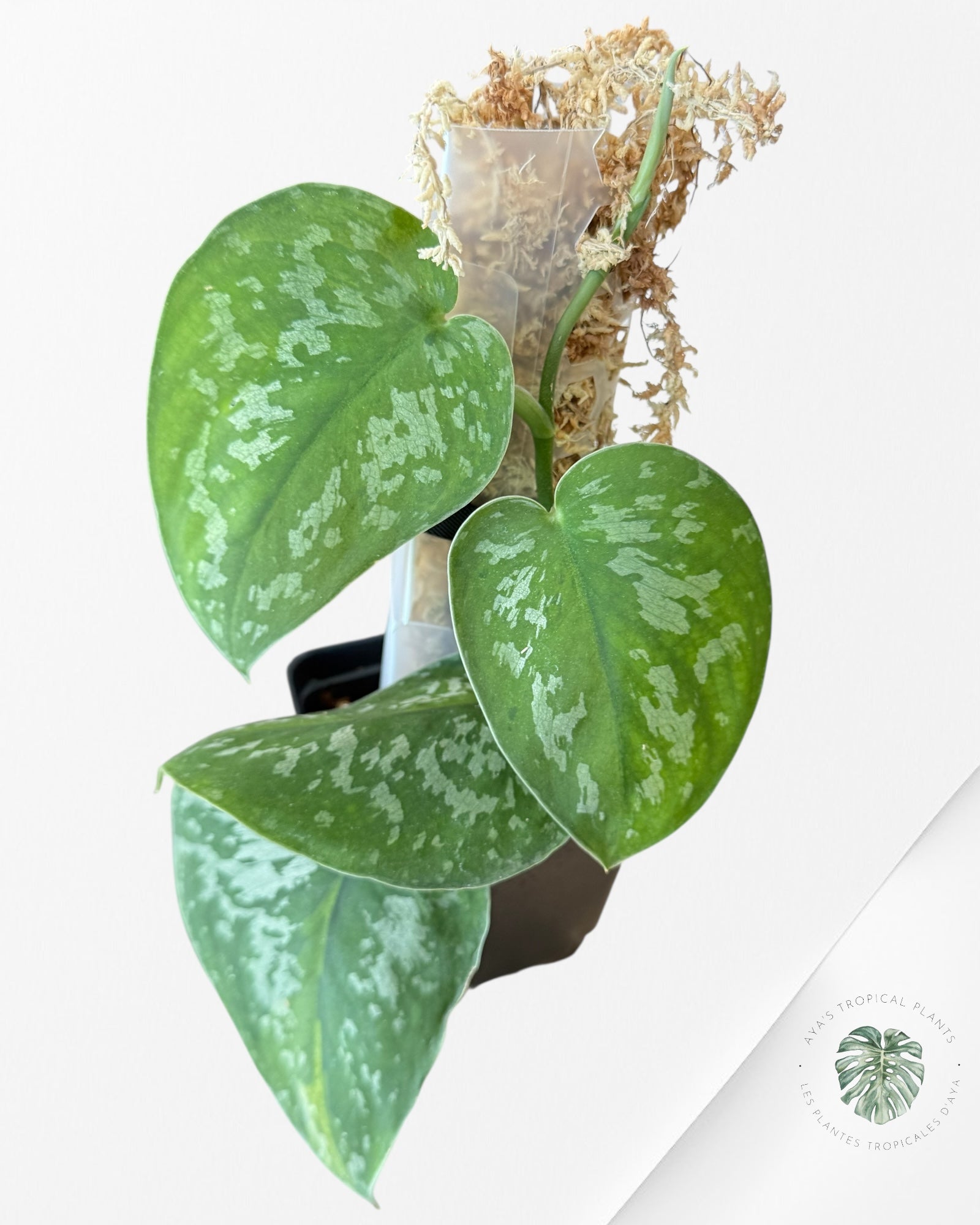 Scindapsus Kusuma -EXP19