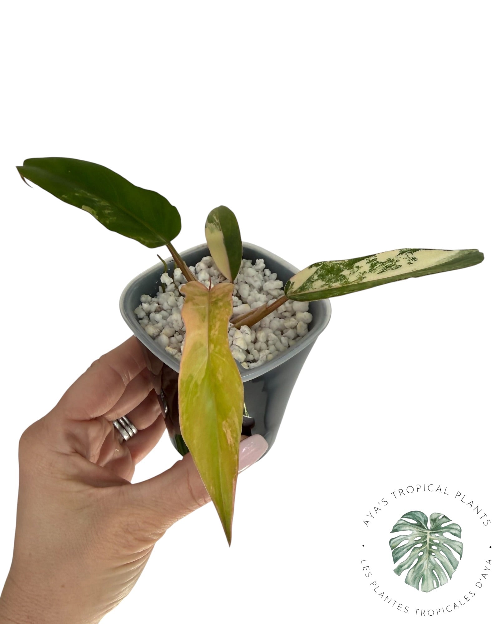 Philodendron Florida Beauty x Tortum