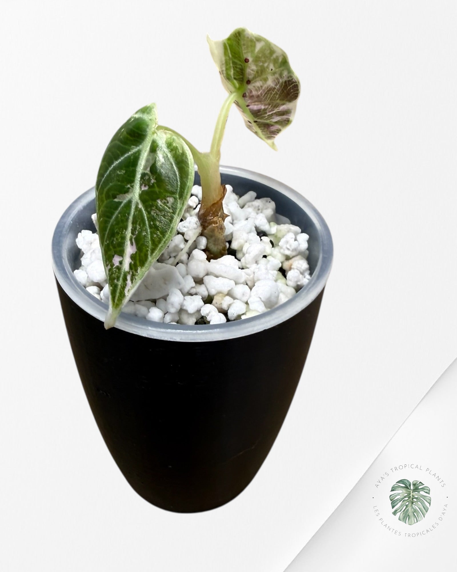 Alocasia Watsoniana Doff. Pink Variegated