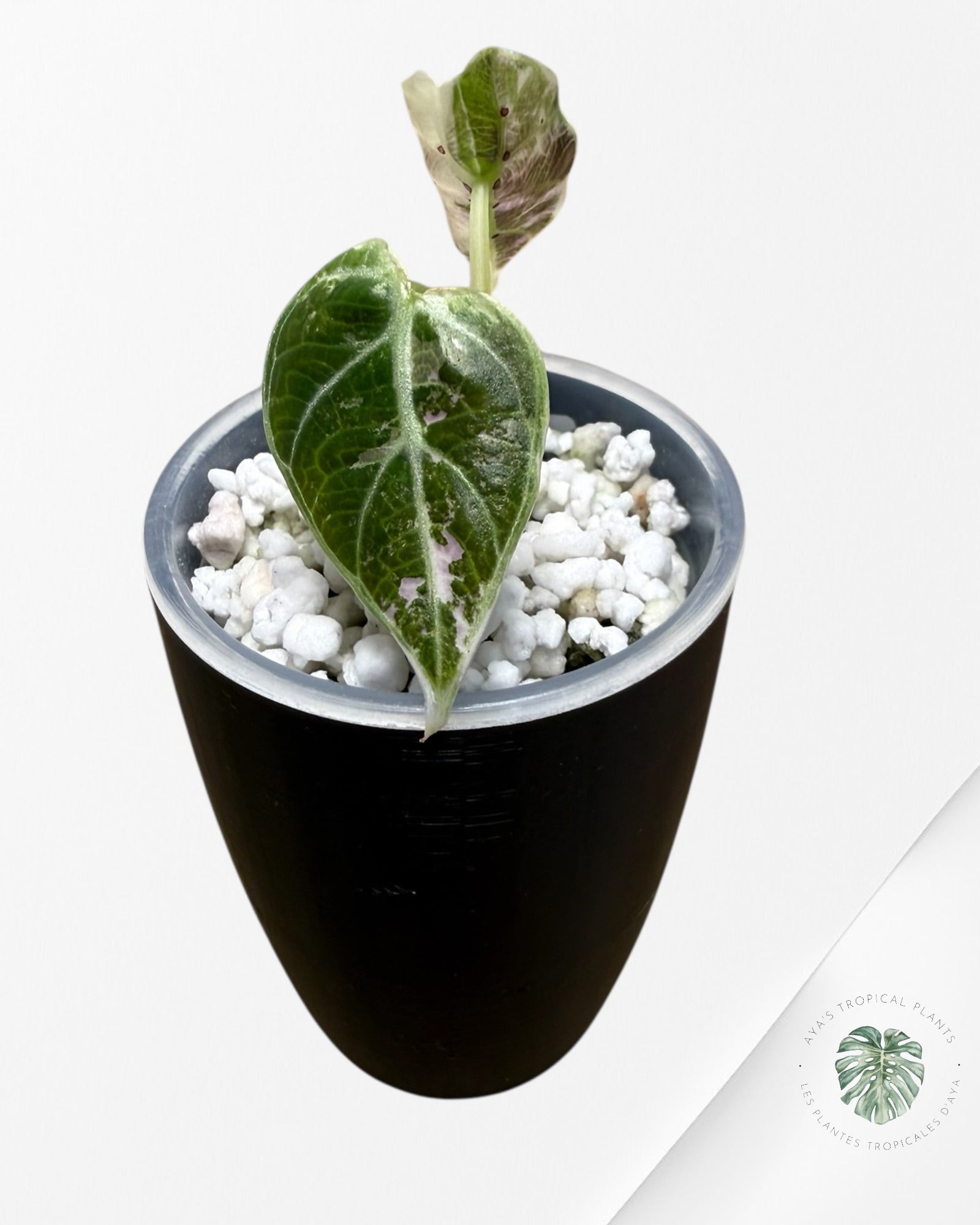 Alocasia Watsoniana Doff. Pink Variegated