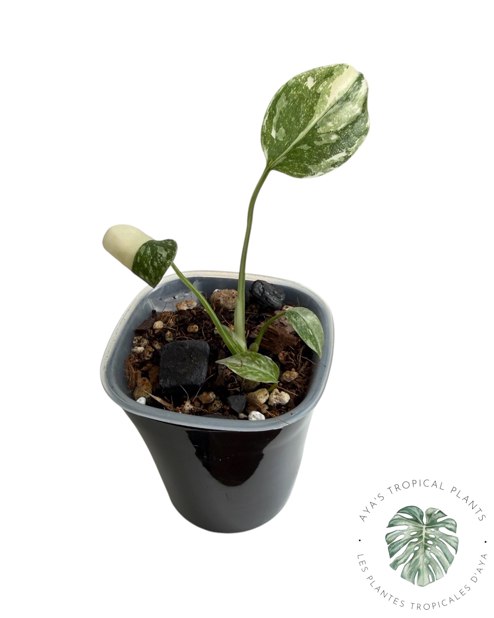 Monstera Thai Constellation Creme Brûlée