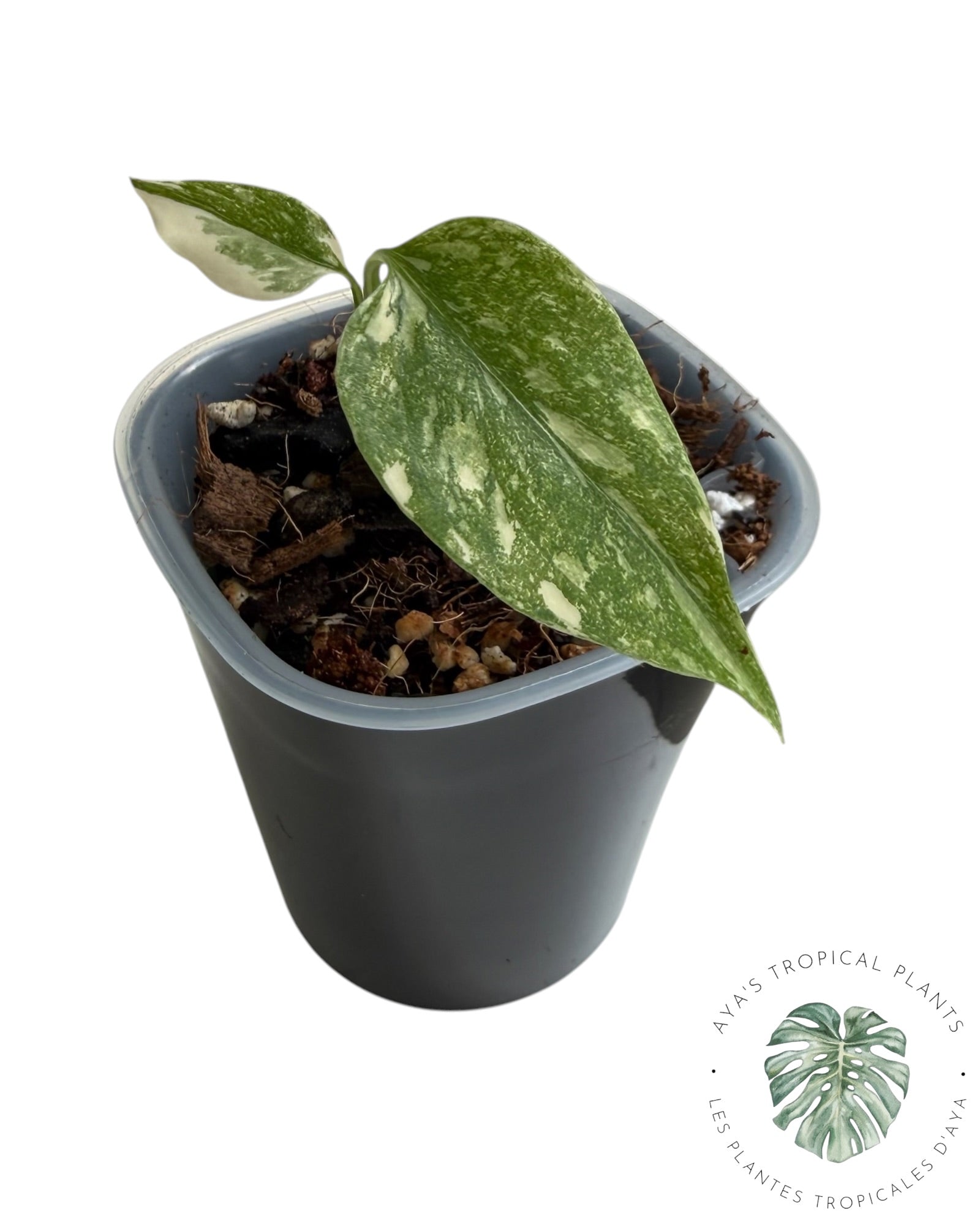 Monstera Thai Constellation Creme Brûlée