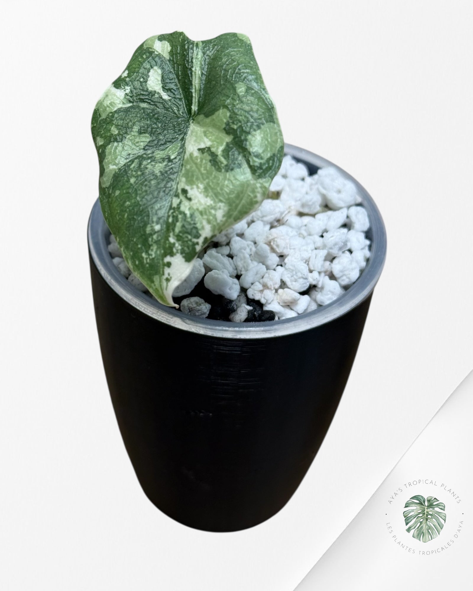 Alocasia Melo Albo Variegated