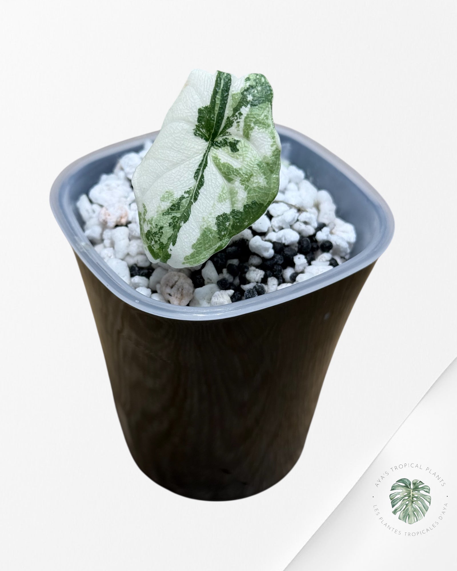 Alocasia Melo Albo Variegated