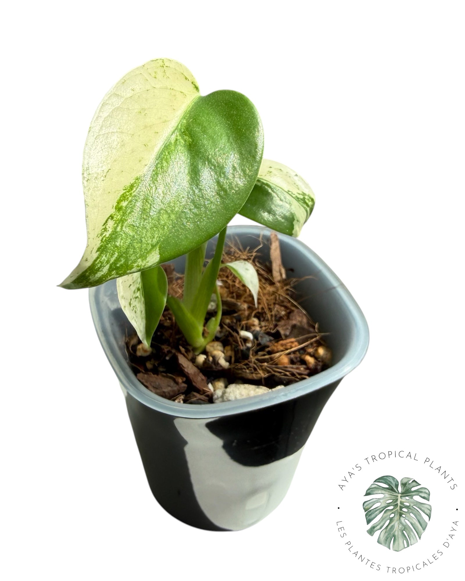 Monstera White Monster