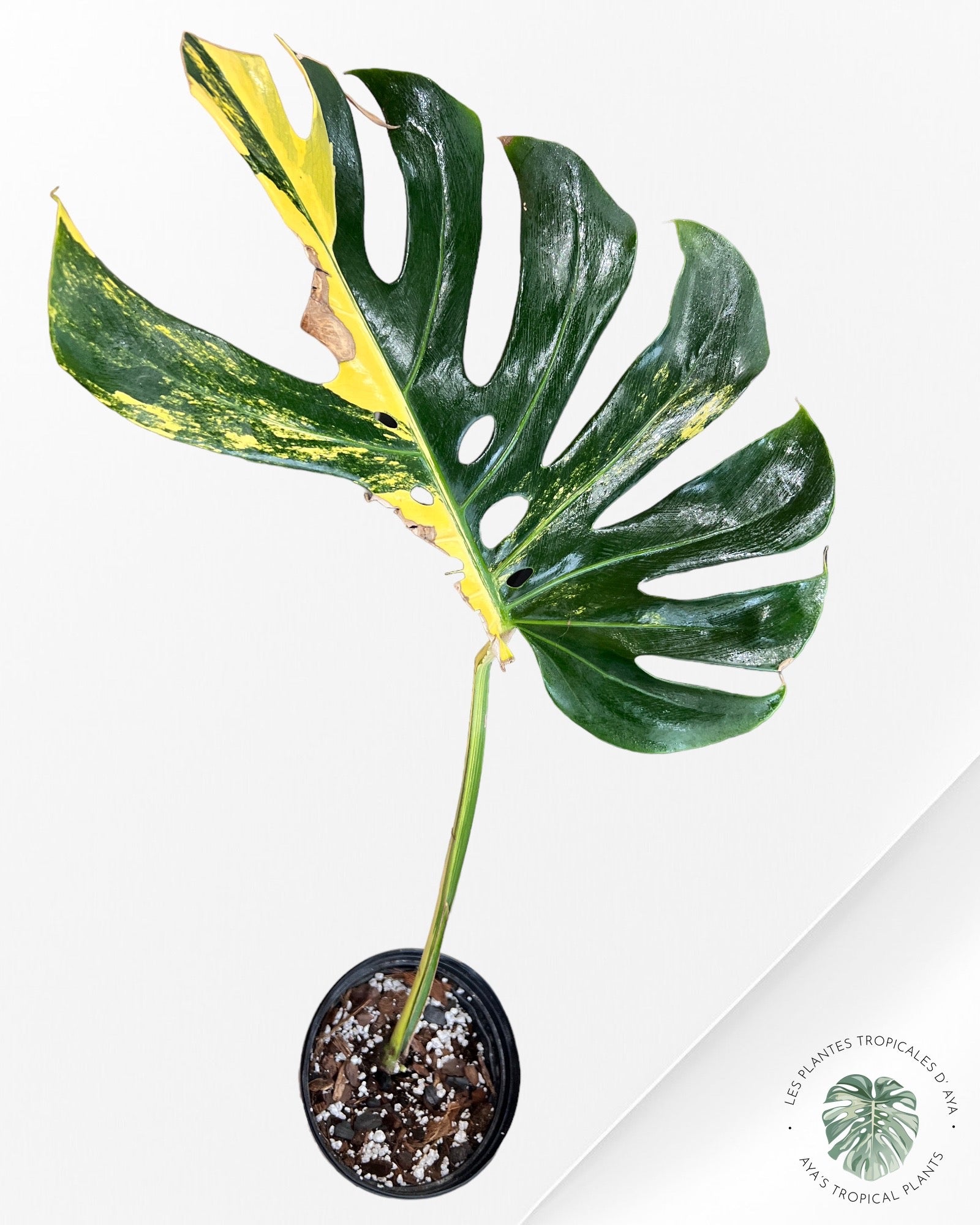 Monstera Jaune Marilyn -NA004