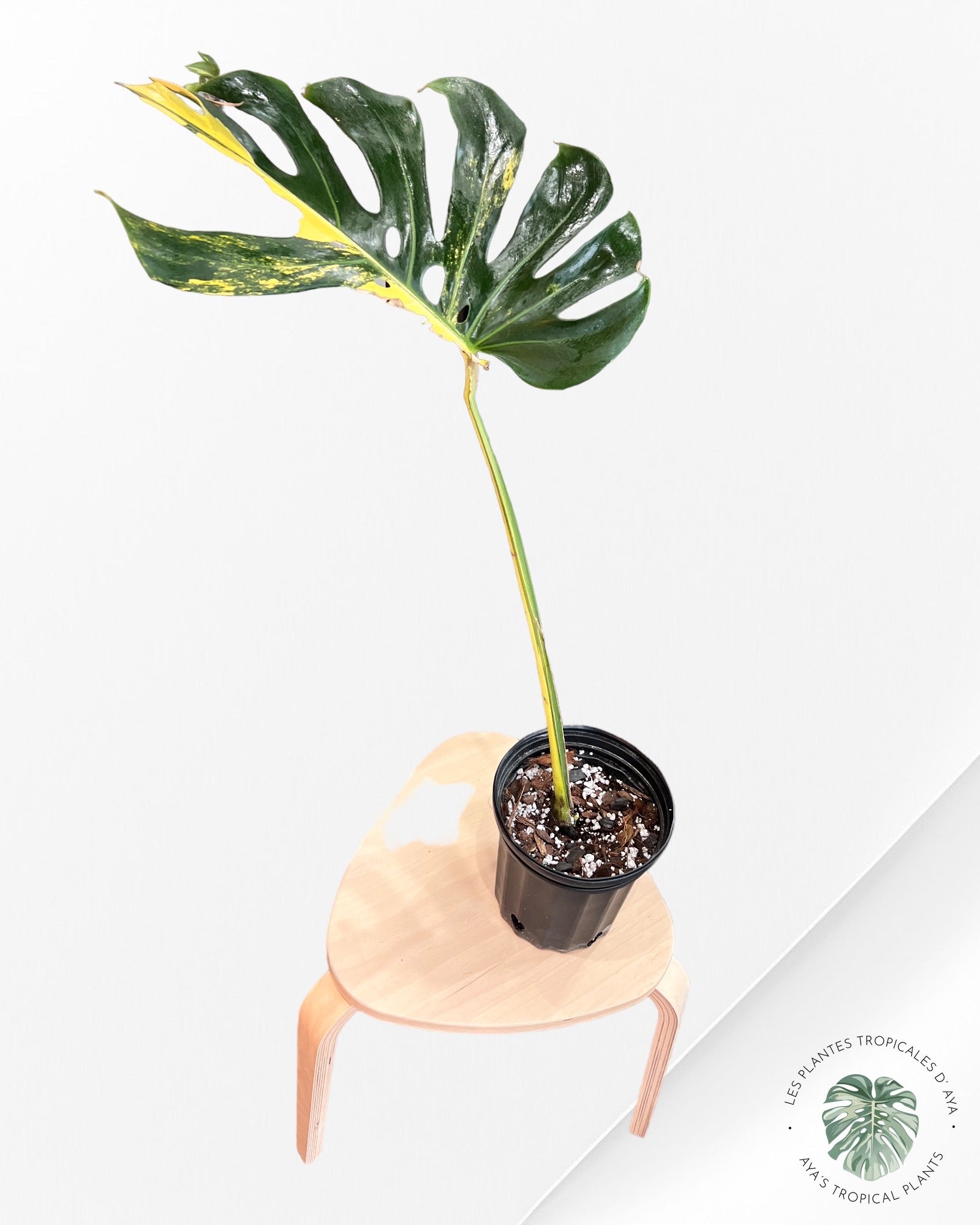 Monstera Jaune Marilyn -NA004