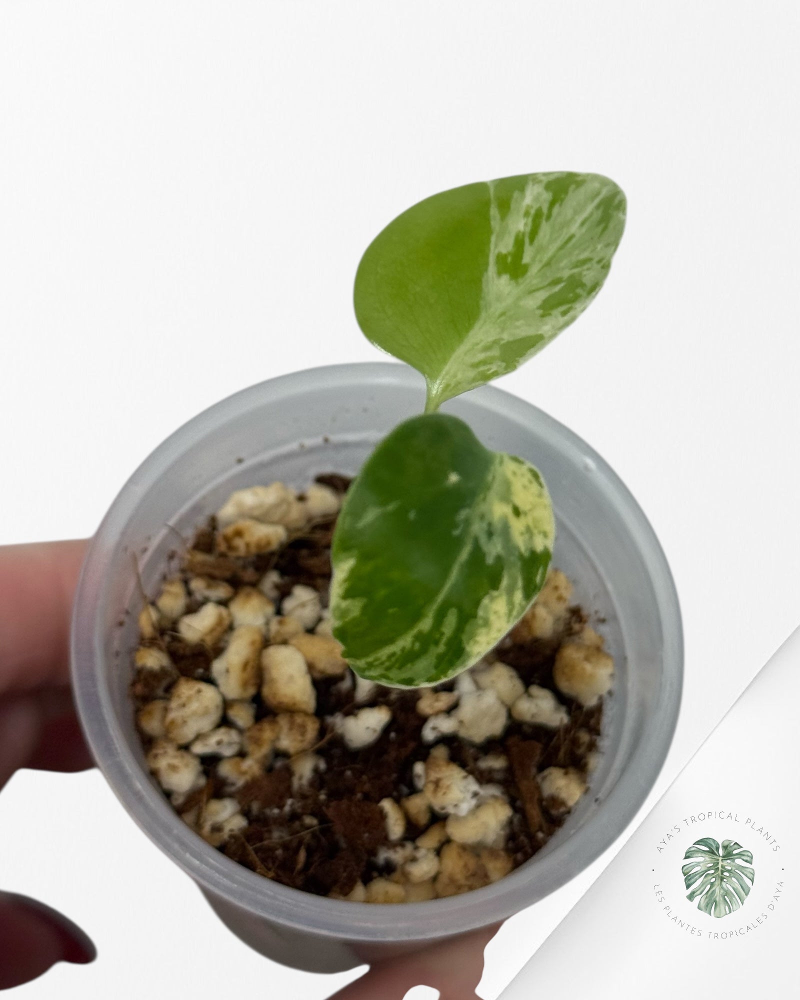 Monstera Deliciosa Bulbasaur | Rare TC Plant| Aya's Tropical Plants