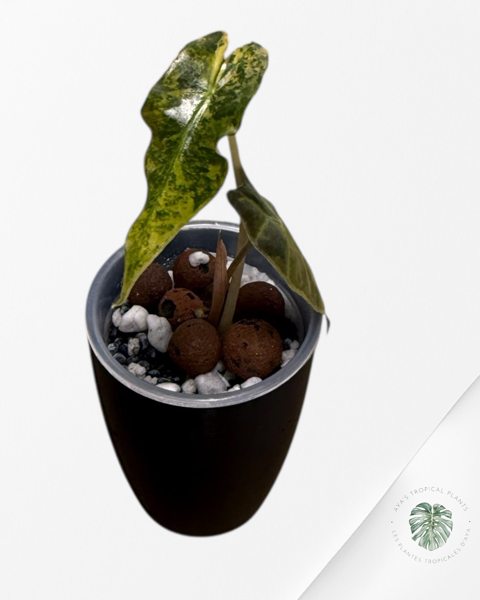 Alocasia Sanderiana ‘Bull’ Aurea Variegated