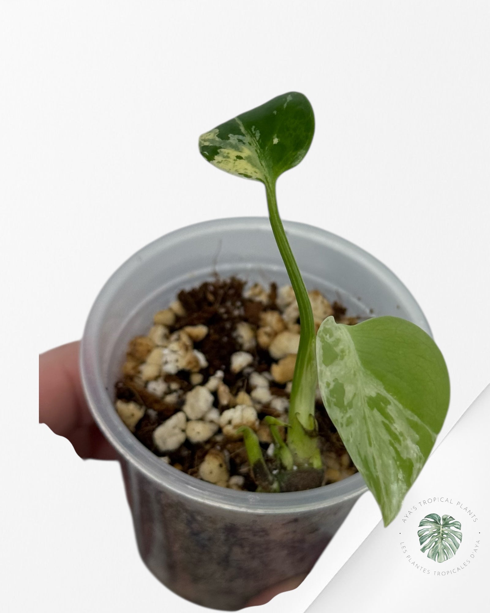 Monstera Deliciosa Bulbasaur | Rare TC Plant| Aya's Tropical Plants