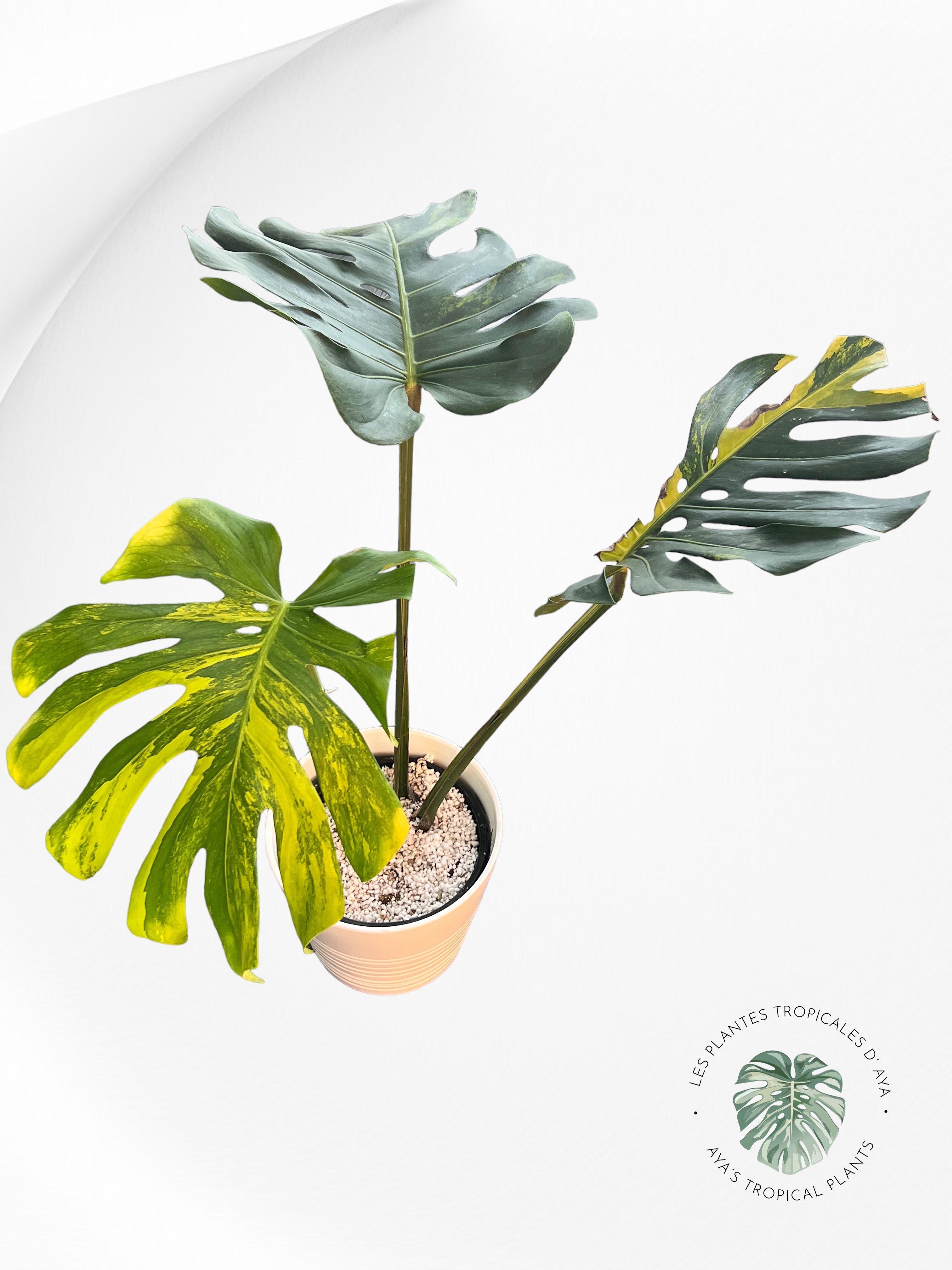 Monstera Jaune Marilyn -NA004