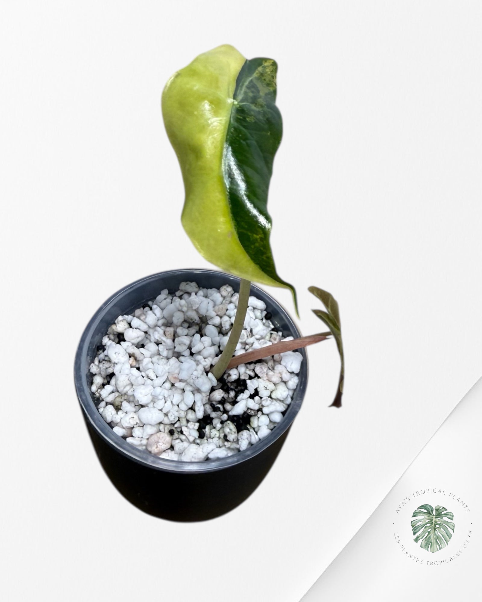 Alocasia Sanderiana ‘Bull’ Aurea Variegated