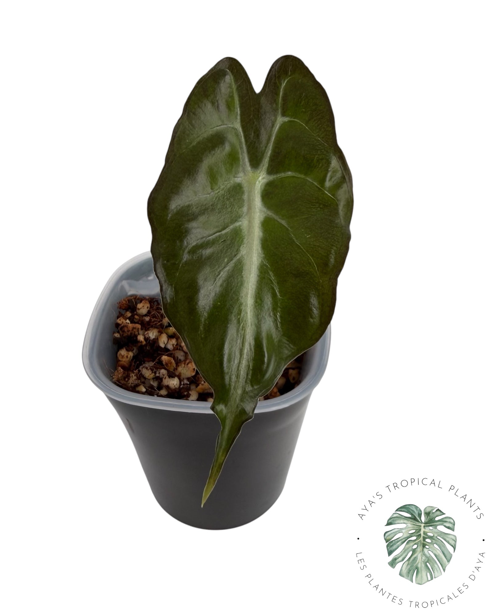 Venin d'Alocasia