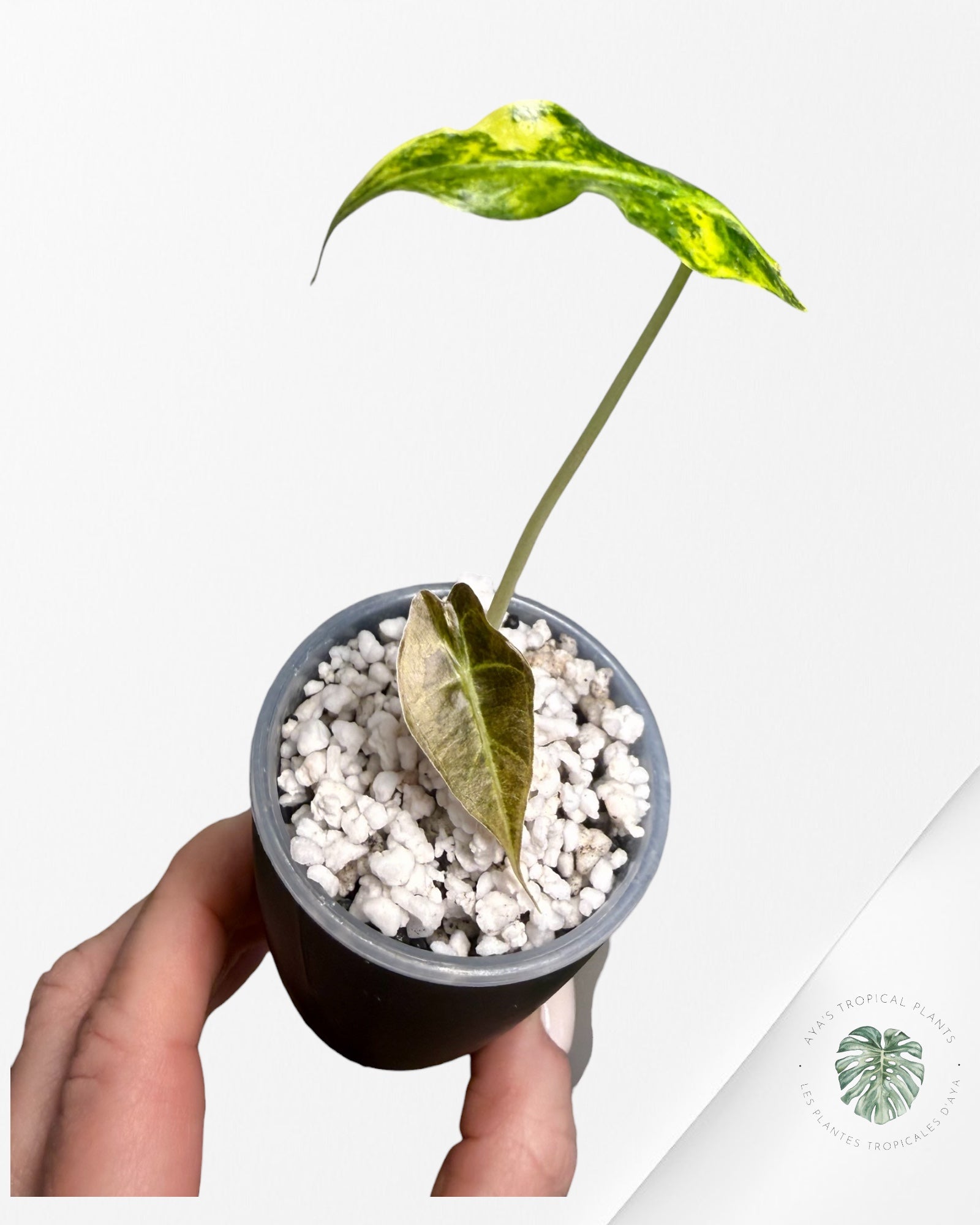 Alocasia Sanderiana ‘Bull’ Aurea Variegated