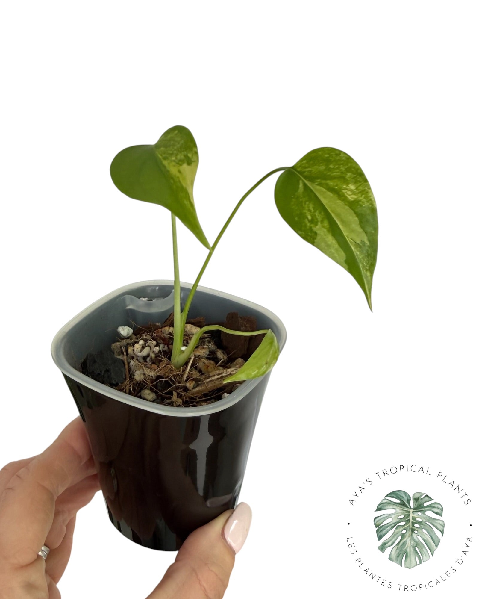 Monstera Aurea Variegated
