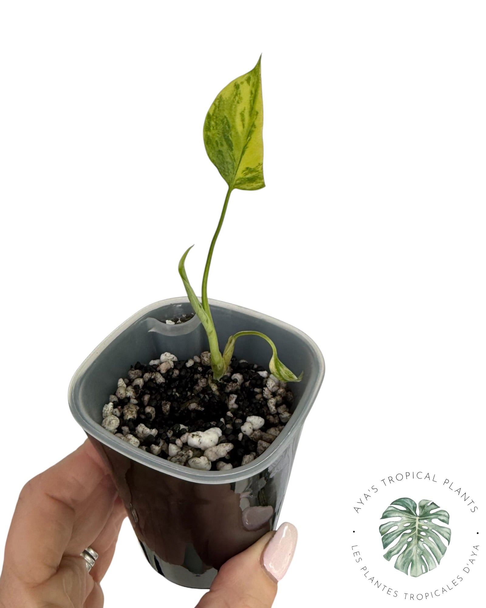 Monstera Aurea panaché