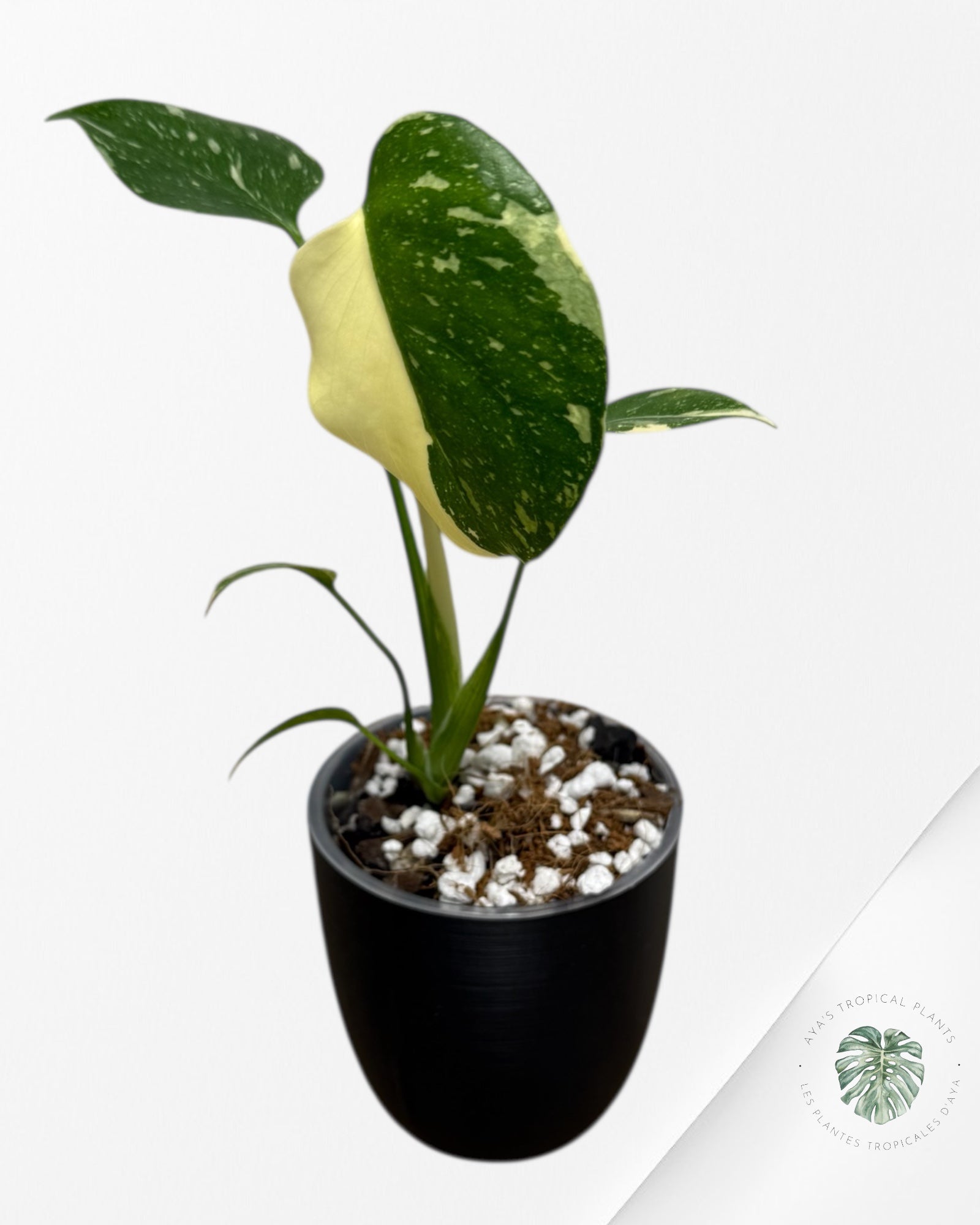 Monstera Thai Constellation Creme Brûlée